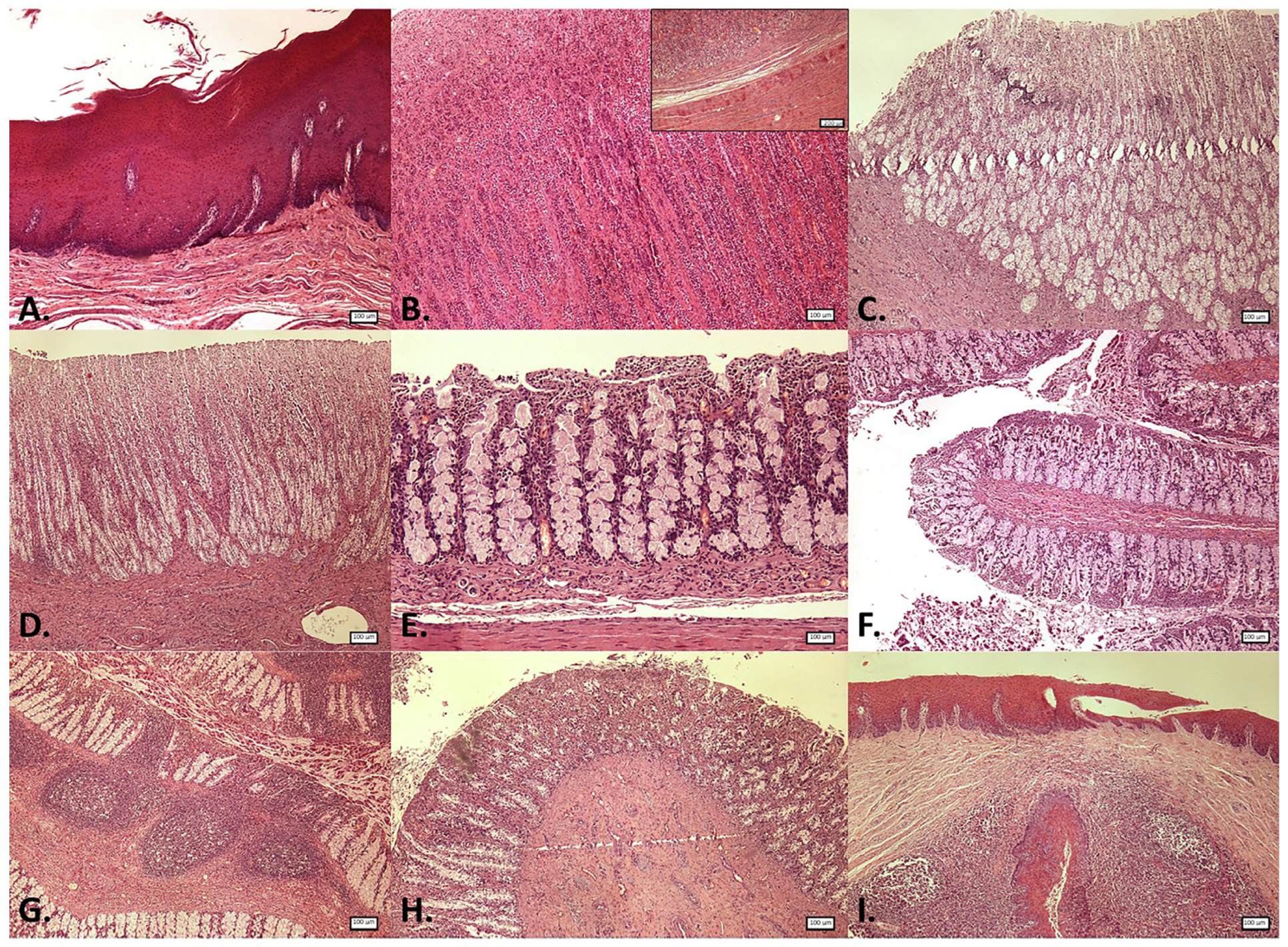 Animals 15 03277 g003 Animals 15 03277 g003