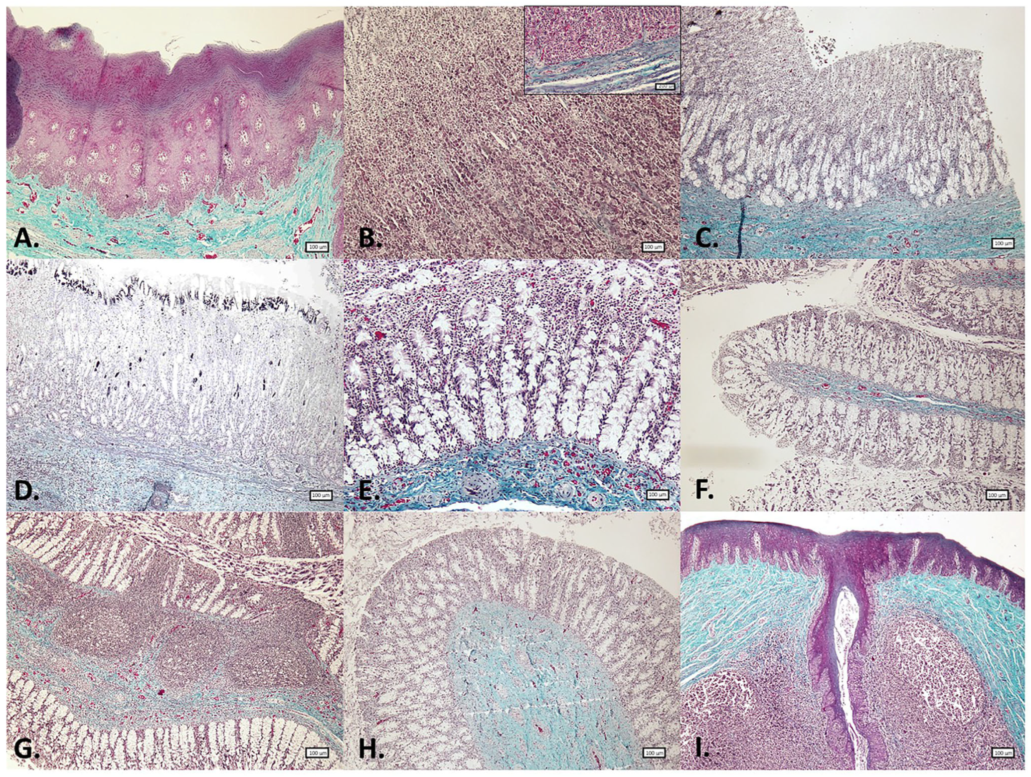 Animals 15 03277 g004 Animals 15 03277 g004