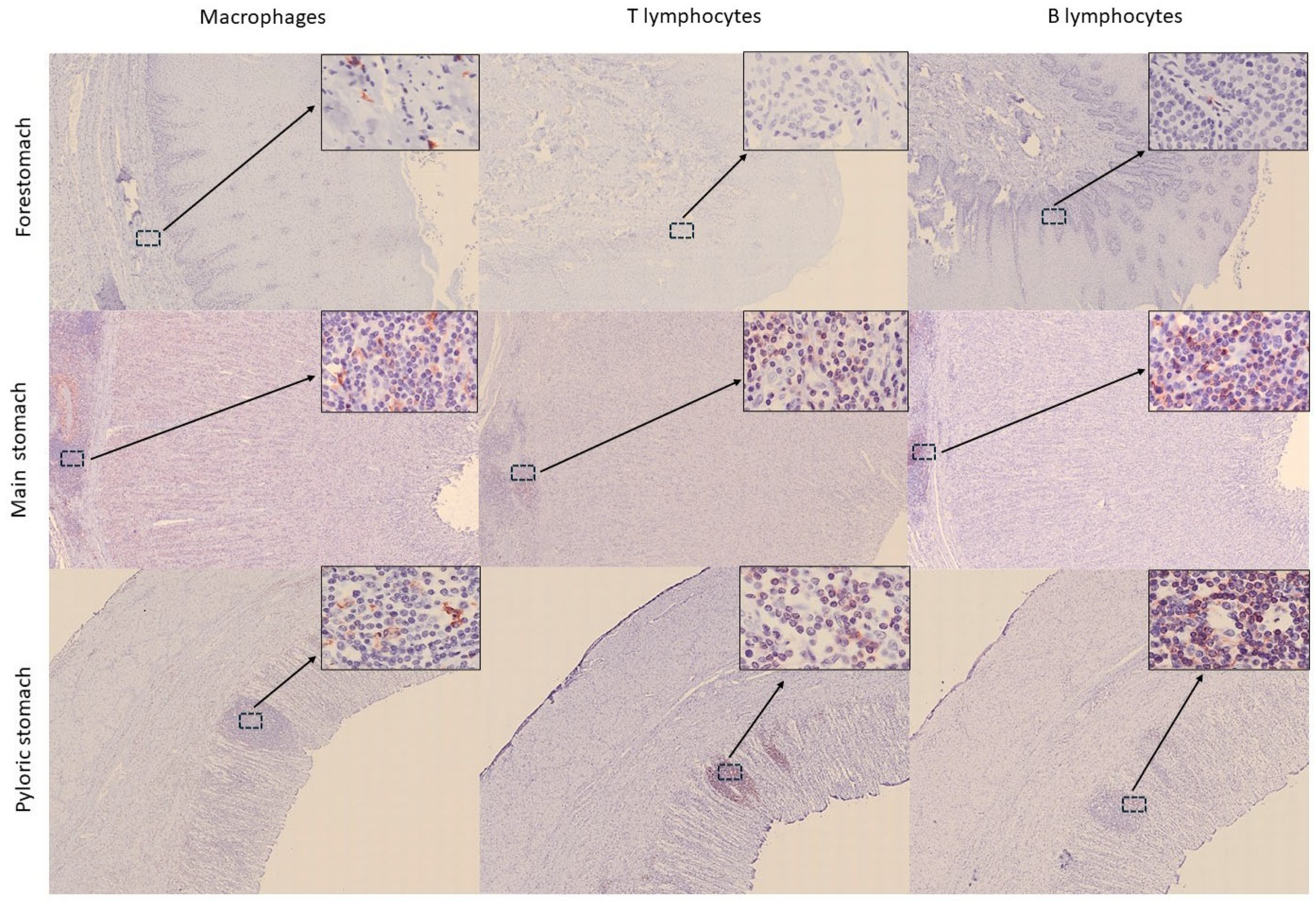 Animals 15 03277 g005 Animals 15 03277 g005