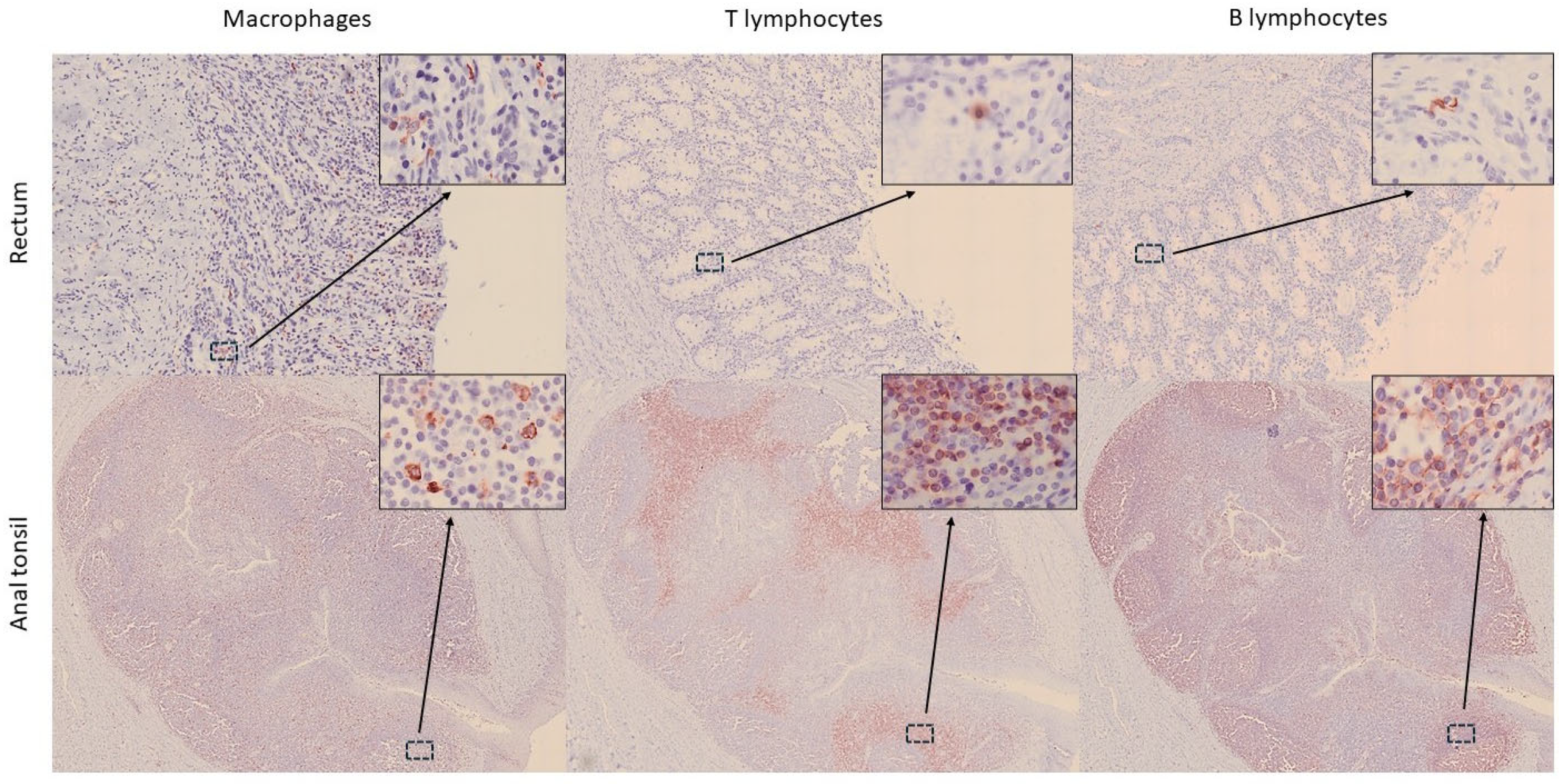 Animals 15 03277 g007 Animals 15 03277 g007