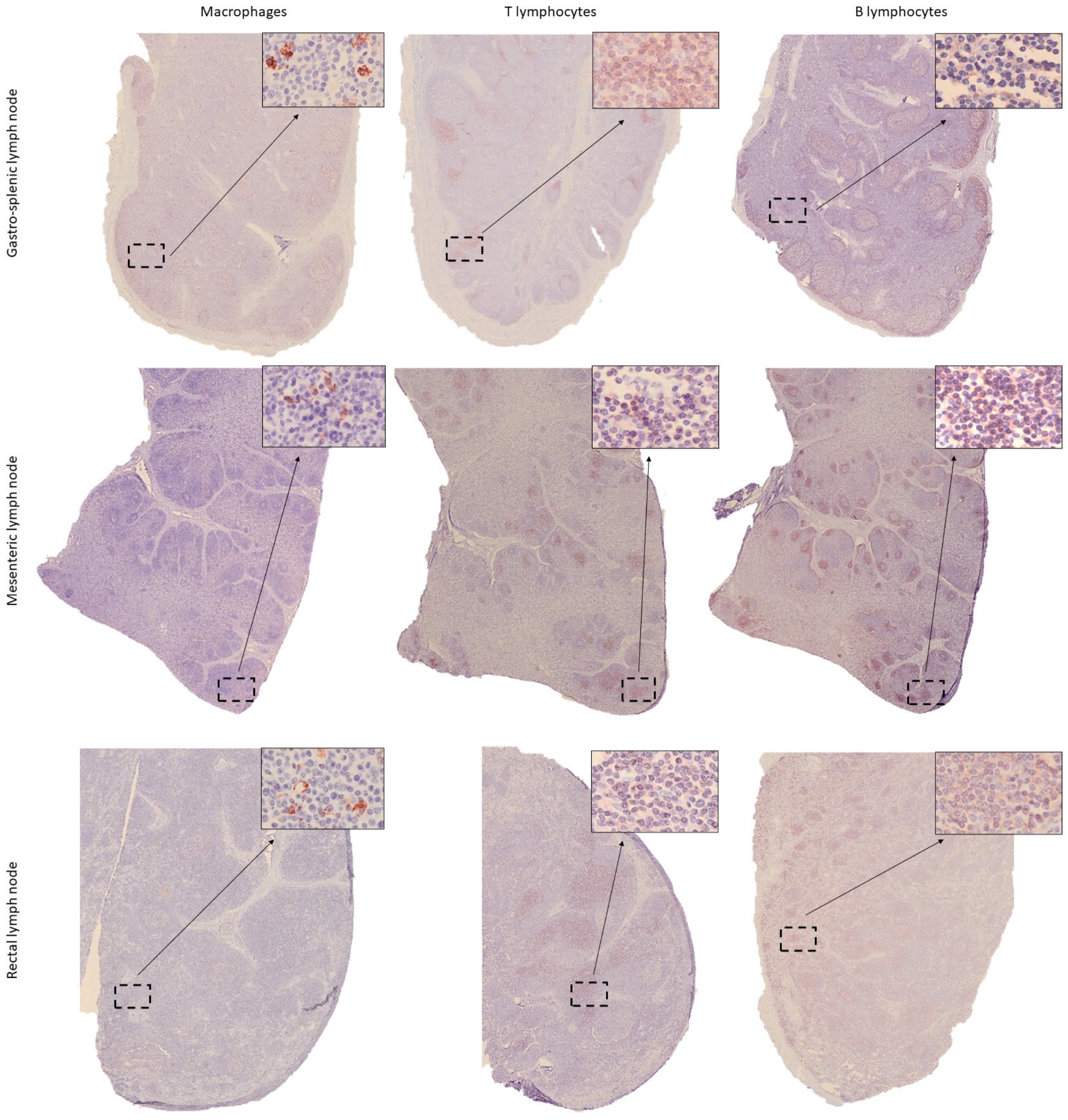 Animals 15 03277 g009 Animals 15 03277 g009