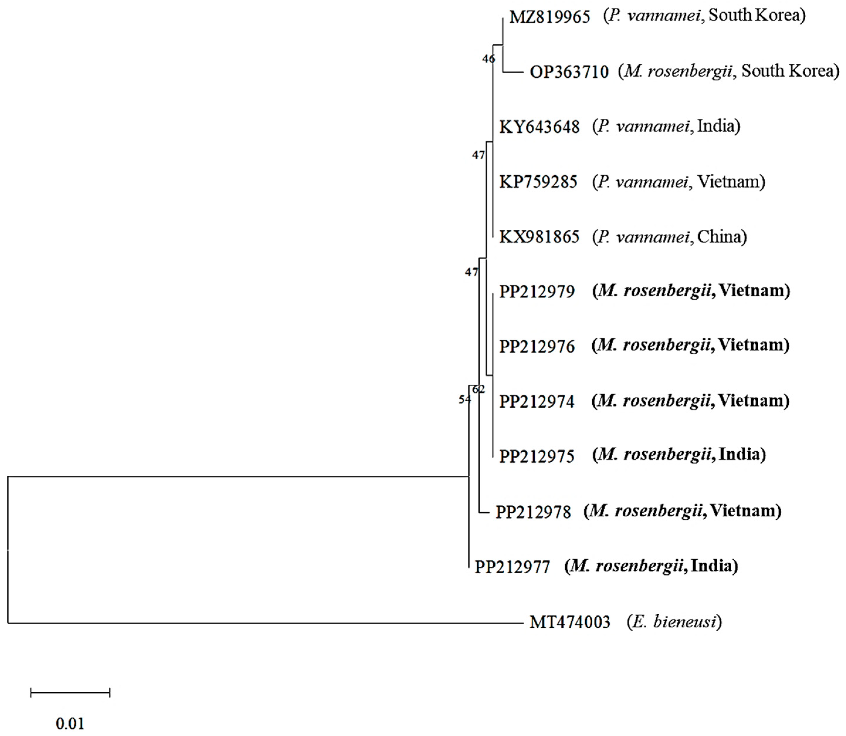 Animals 15 03286 g001