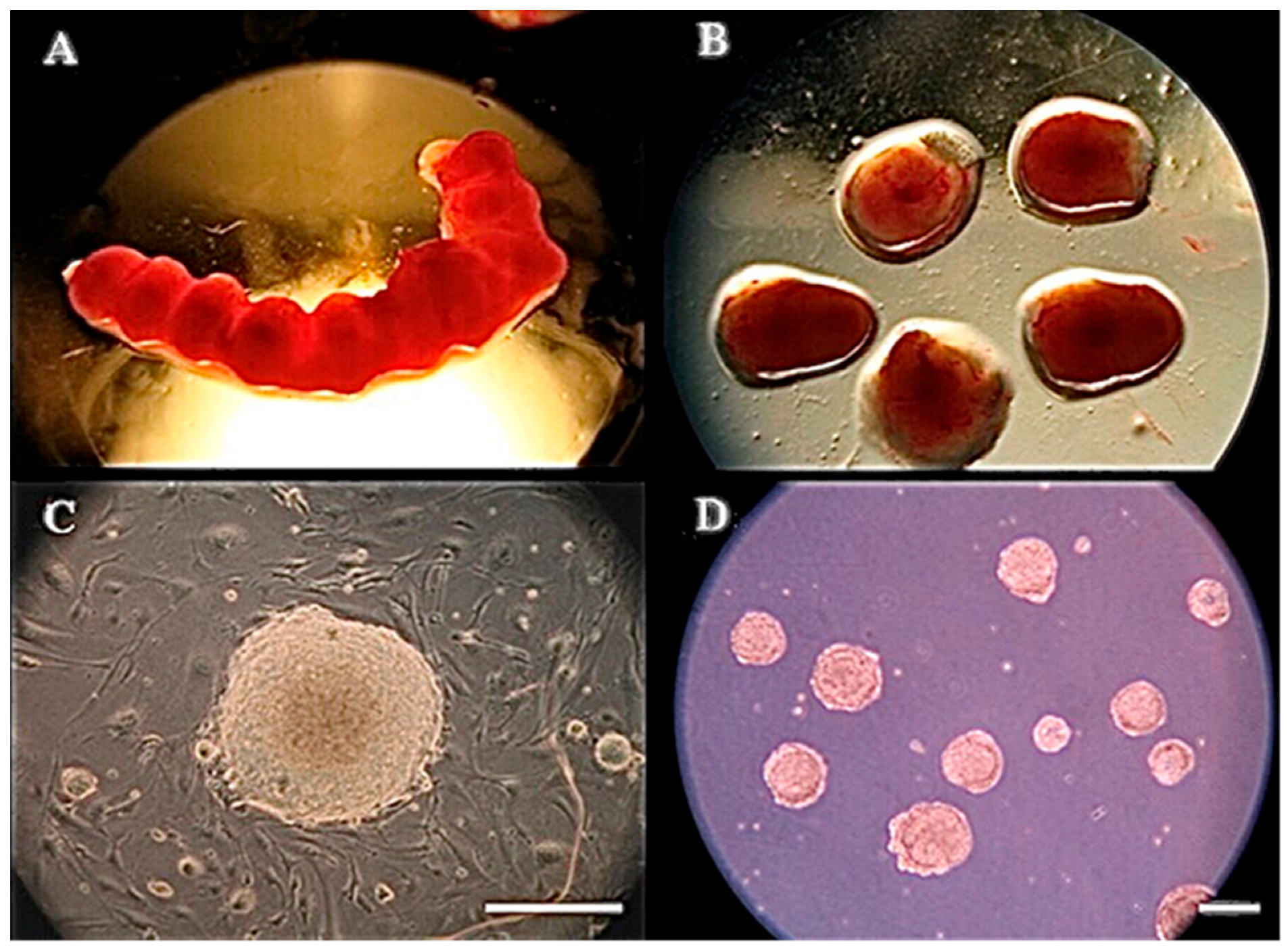 Animals 15 03293 g001 Animals 15 03293 g001