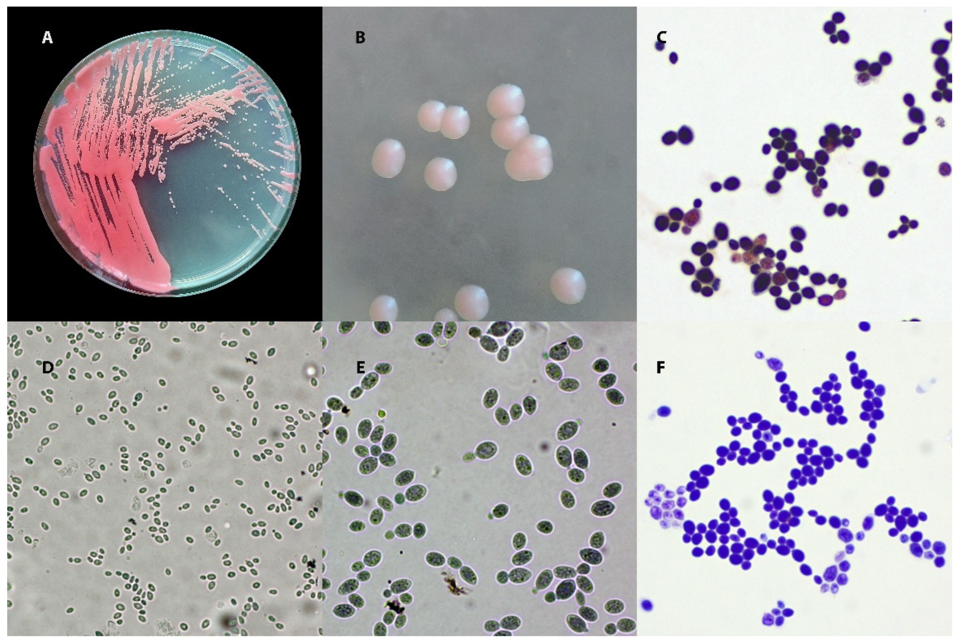 Animals 15 03299 g001 Animals 15 03299 g001