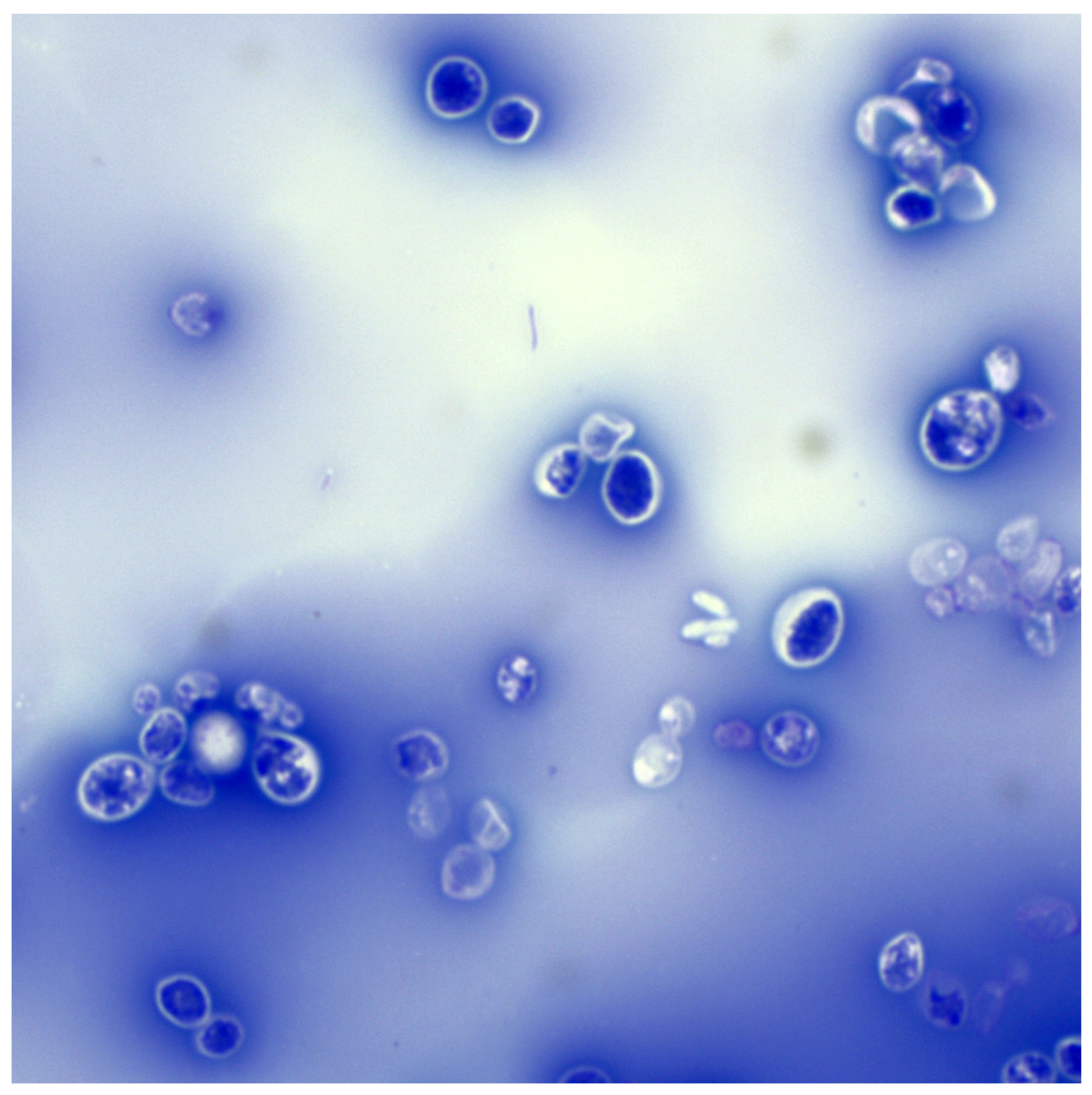 Animals 15 03299 g002 Animals 15 03299 g002