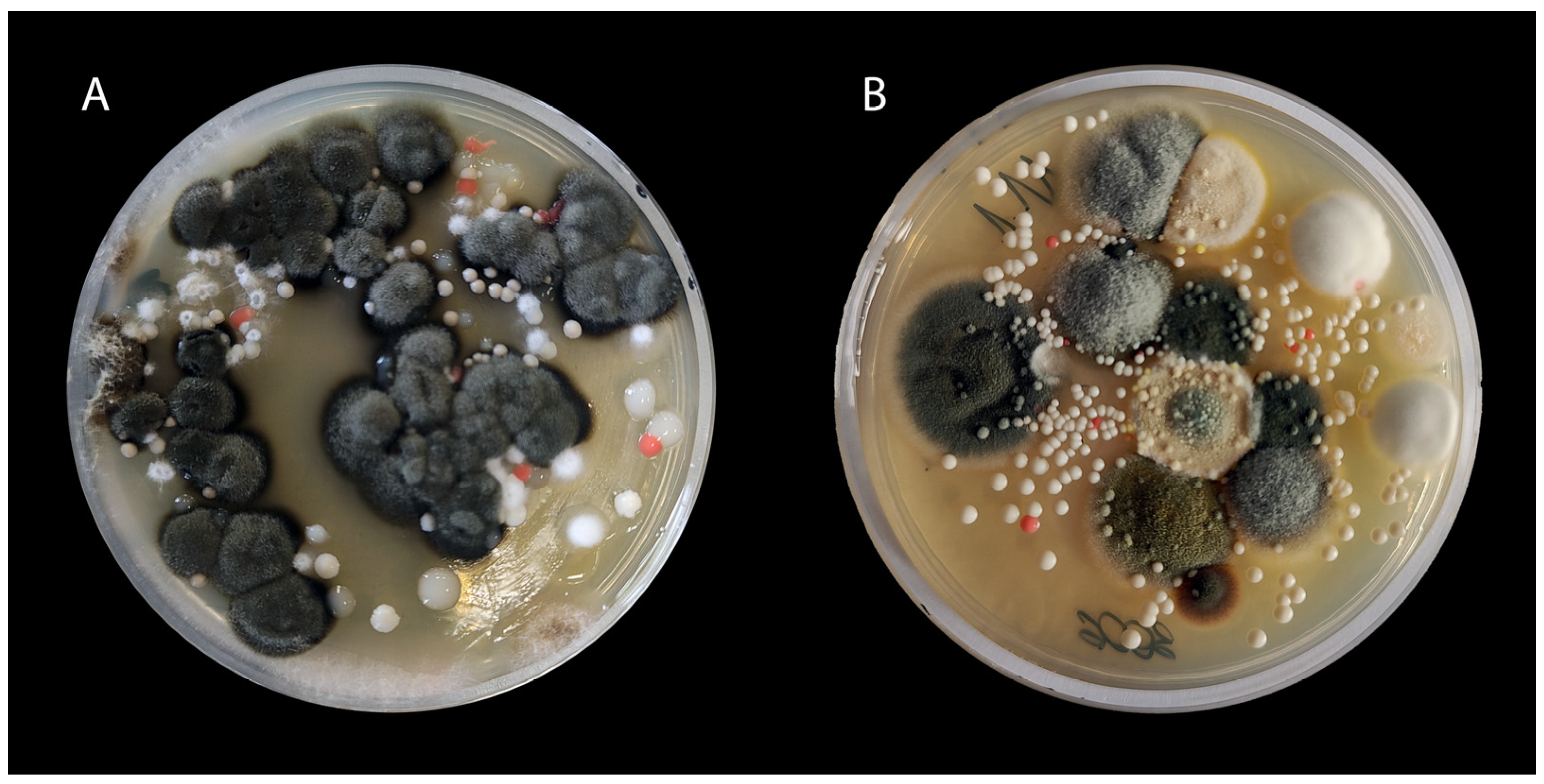 Animals 15 03299 g004 Animals 15 03299 g004