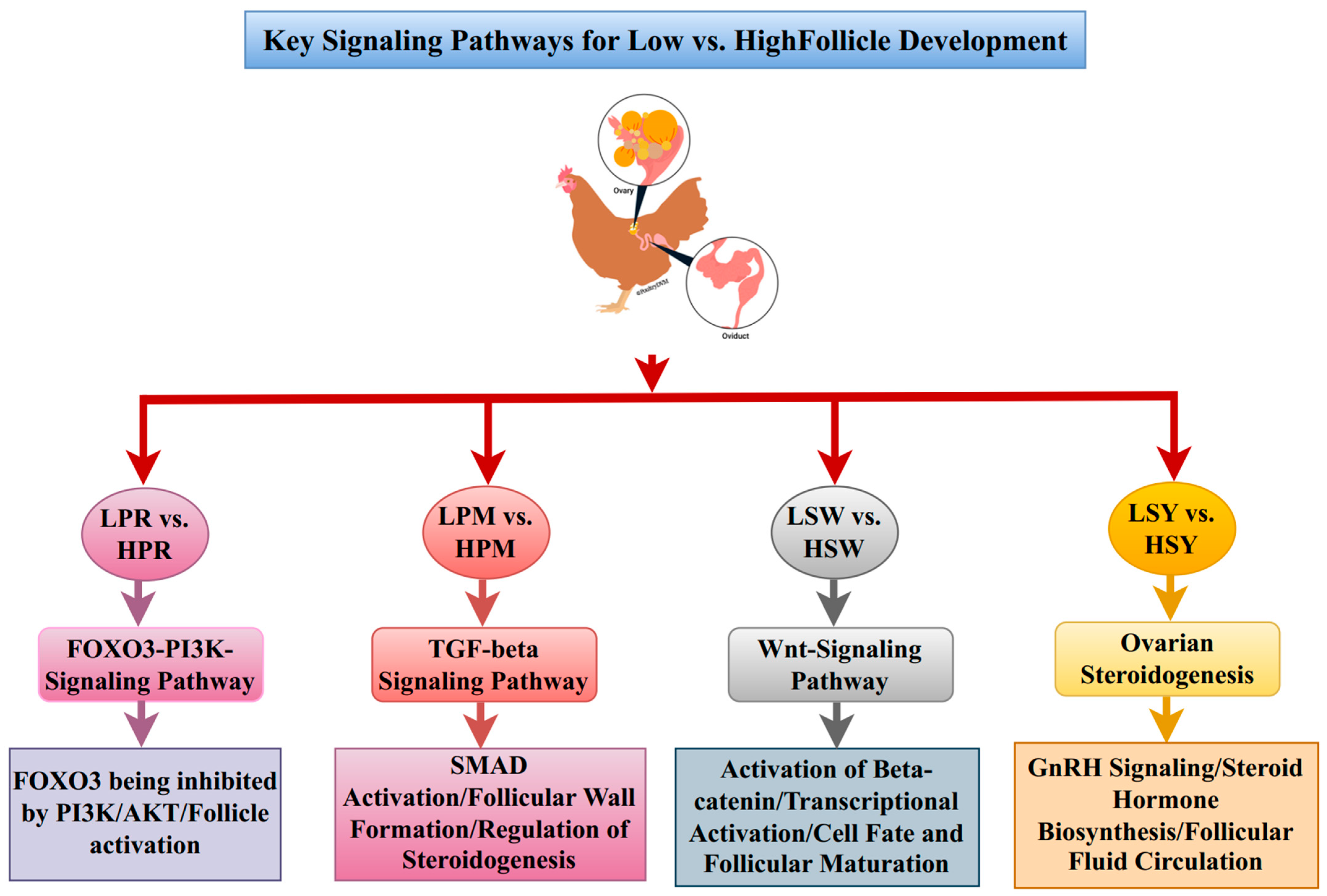 Animals 15 03300 g008 Animals 15 03300 g008