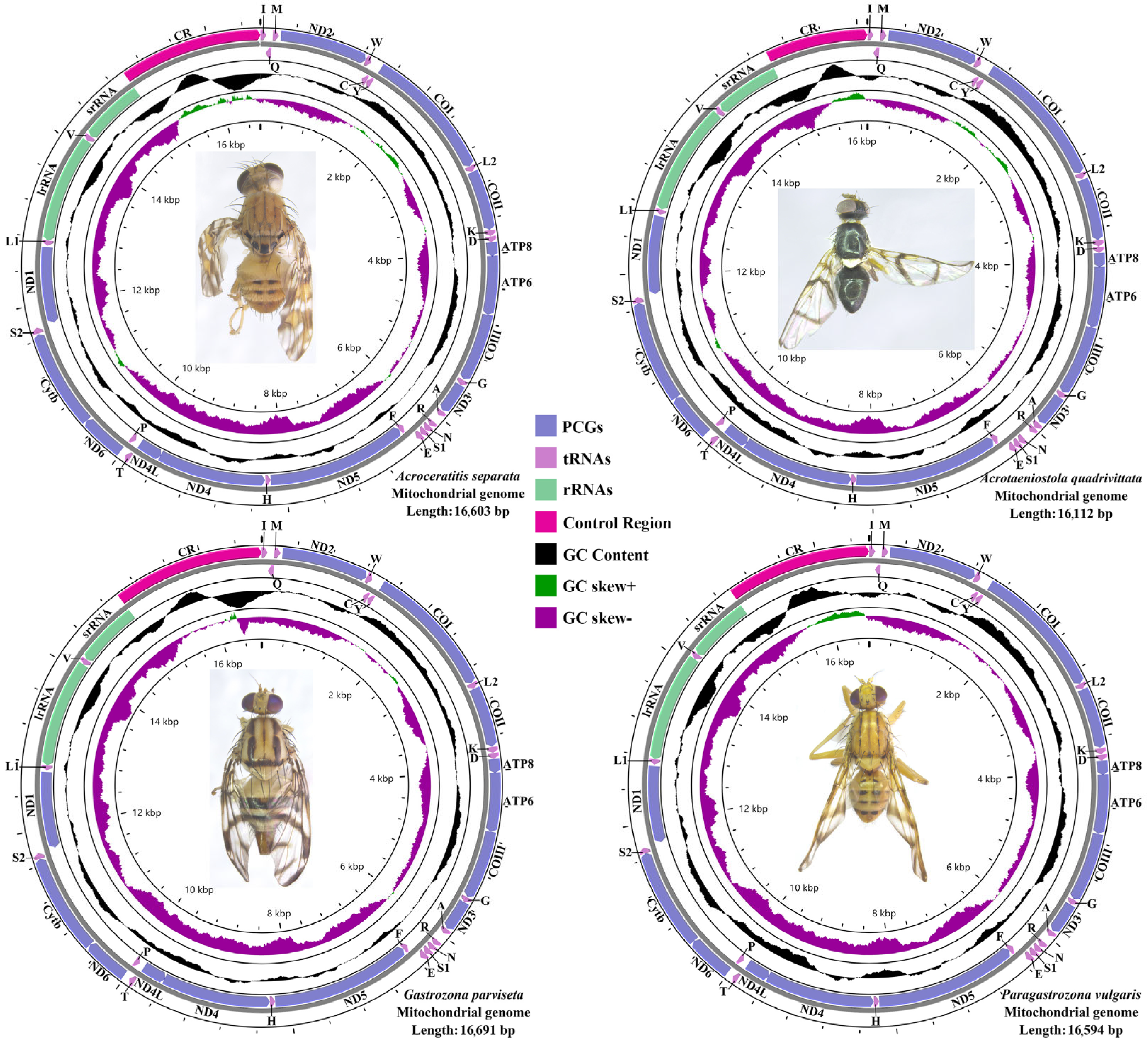 Animals 15 03301 g001 Animals 15 03301 g001