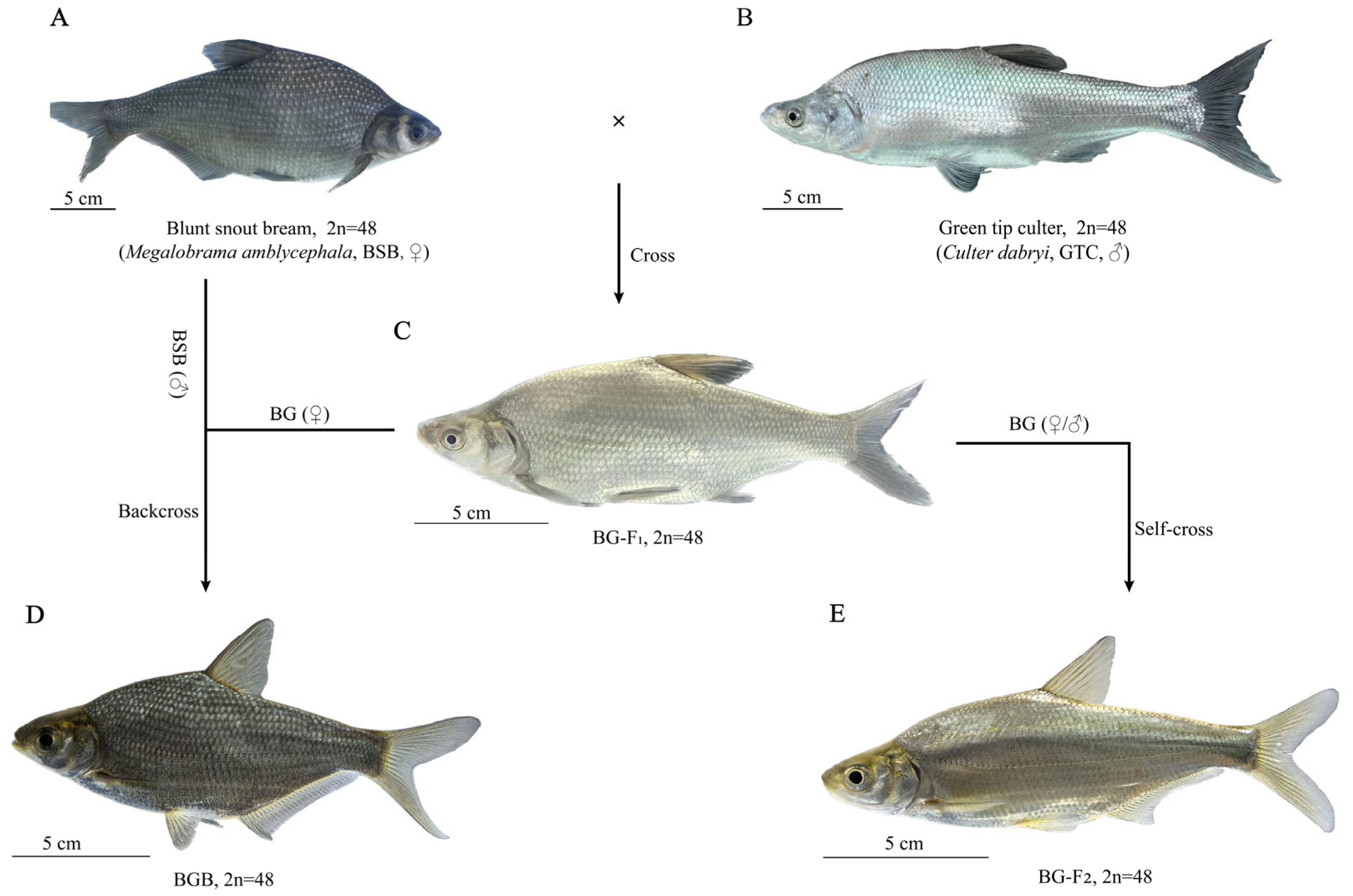 Animals 15 03302 g001 Animals 15 03302 g001