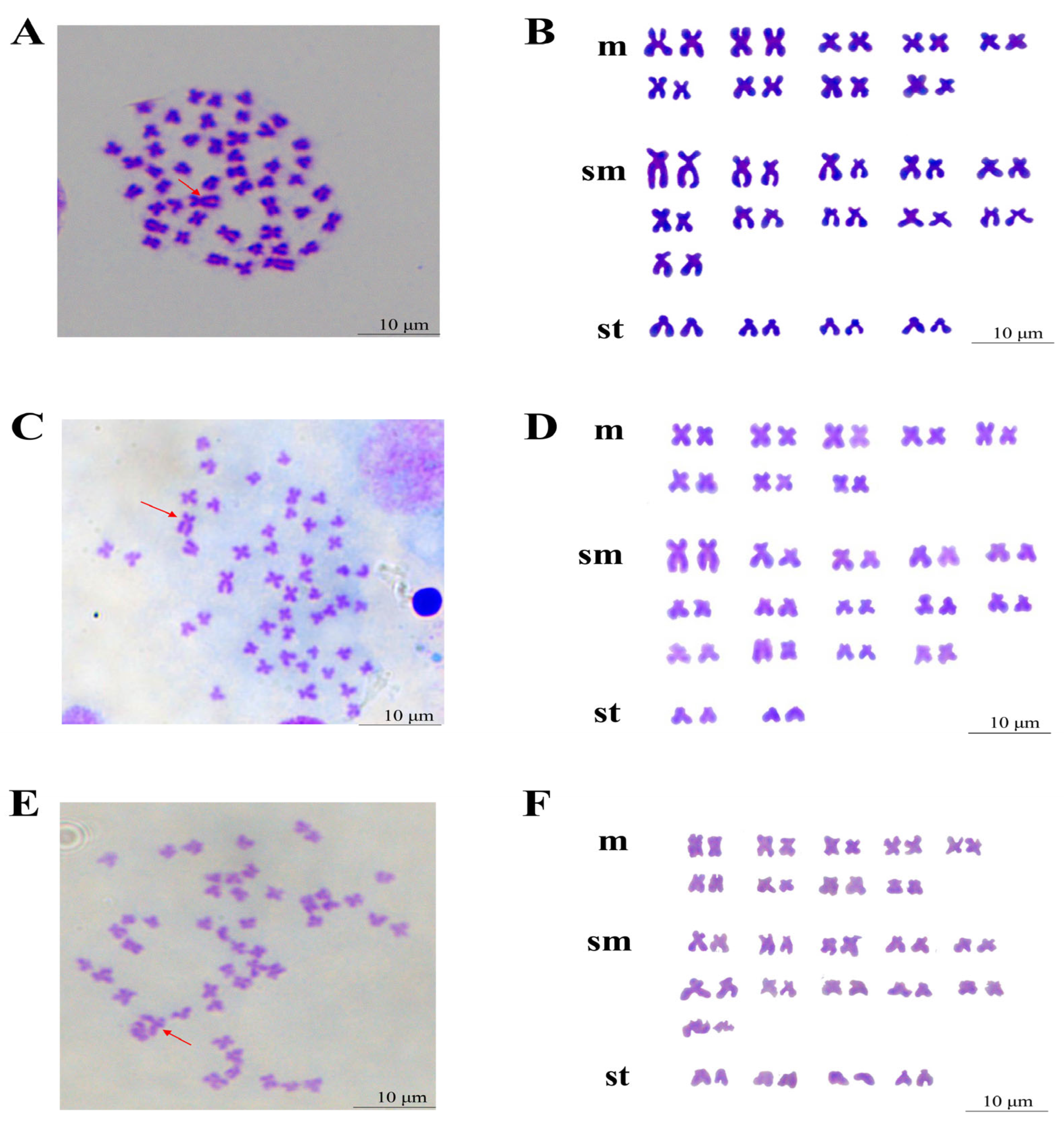 Animals 15 03302 g004 Animals 15 03302 g004