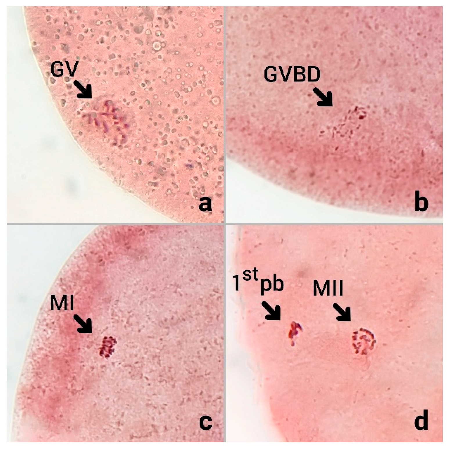 Animals 15 03304 g001