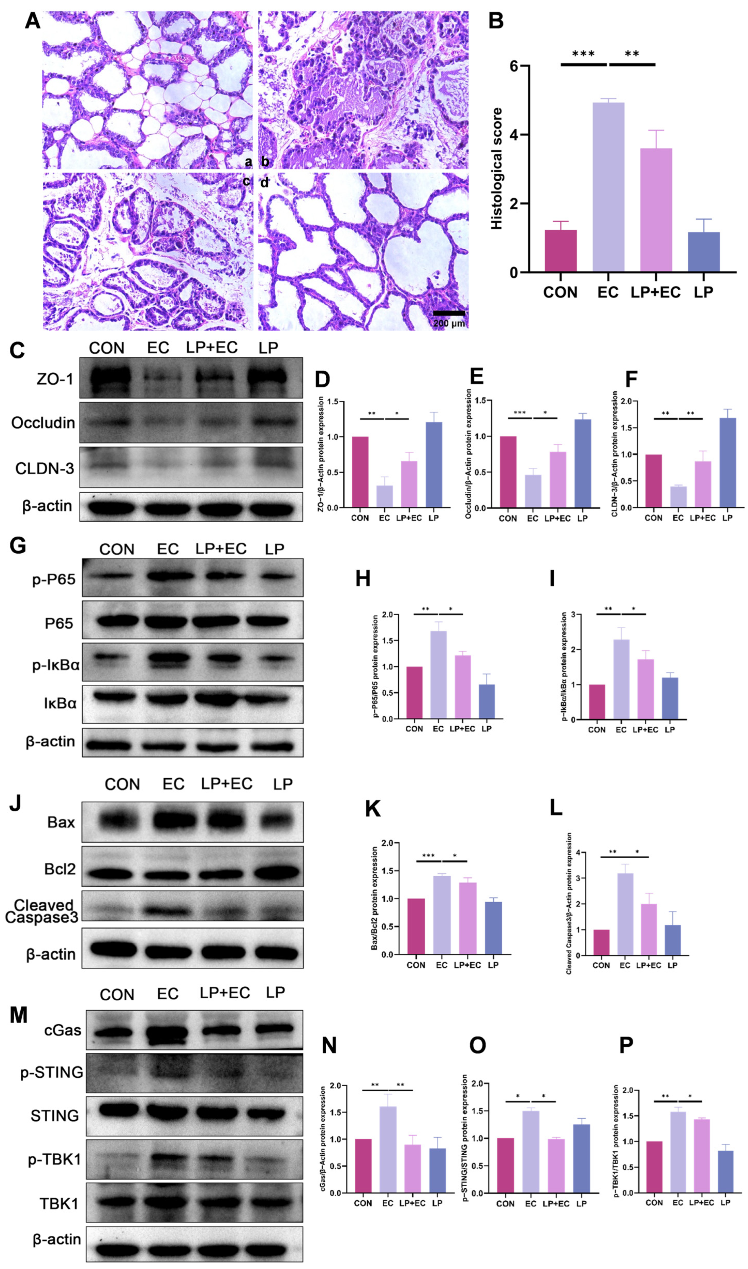 Animals 15 03305 g002