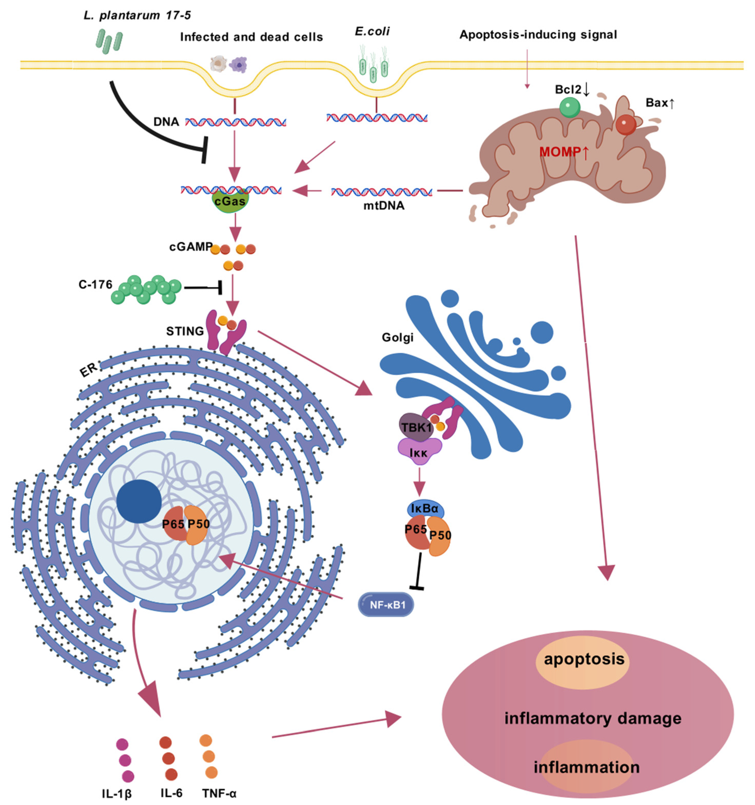Animals 15 03305 g006