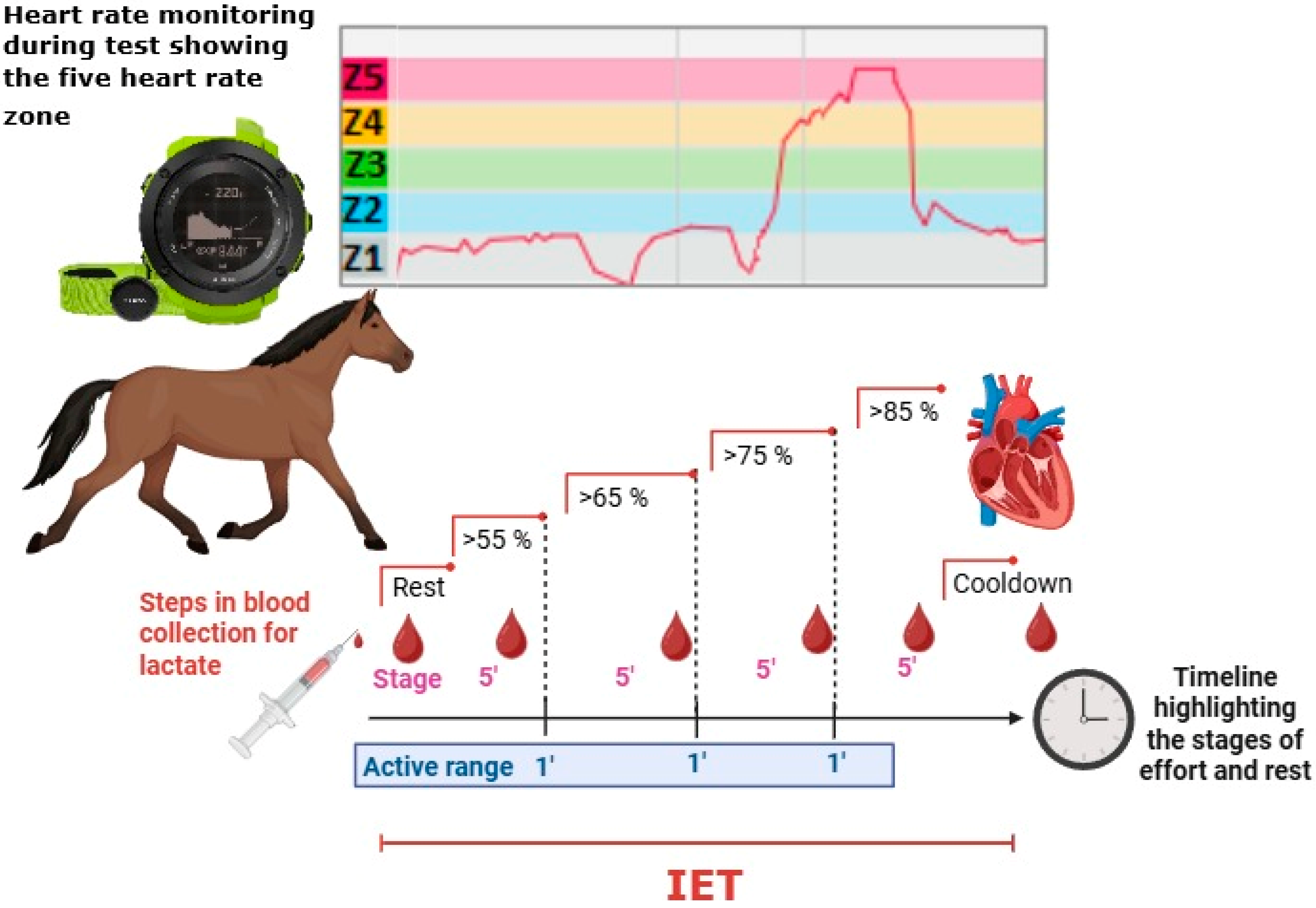 Animals 15 03308 g001