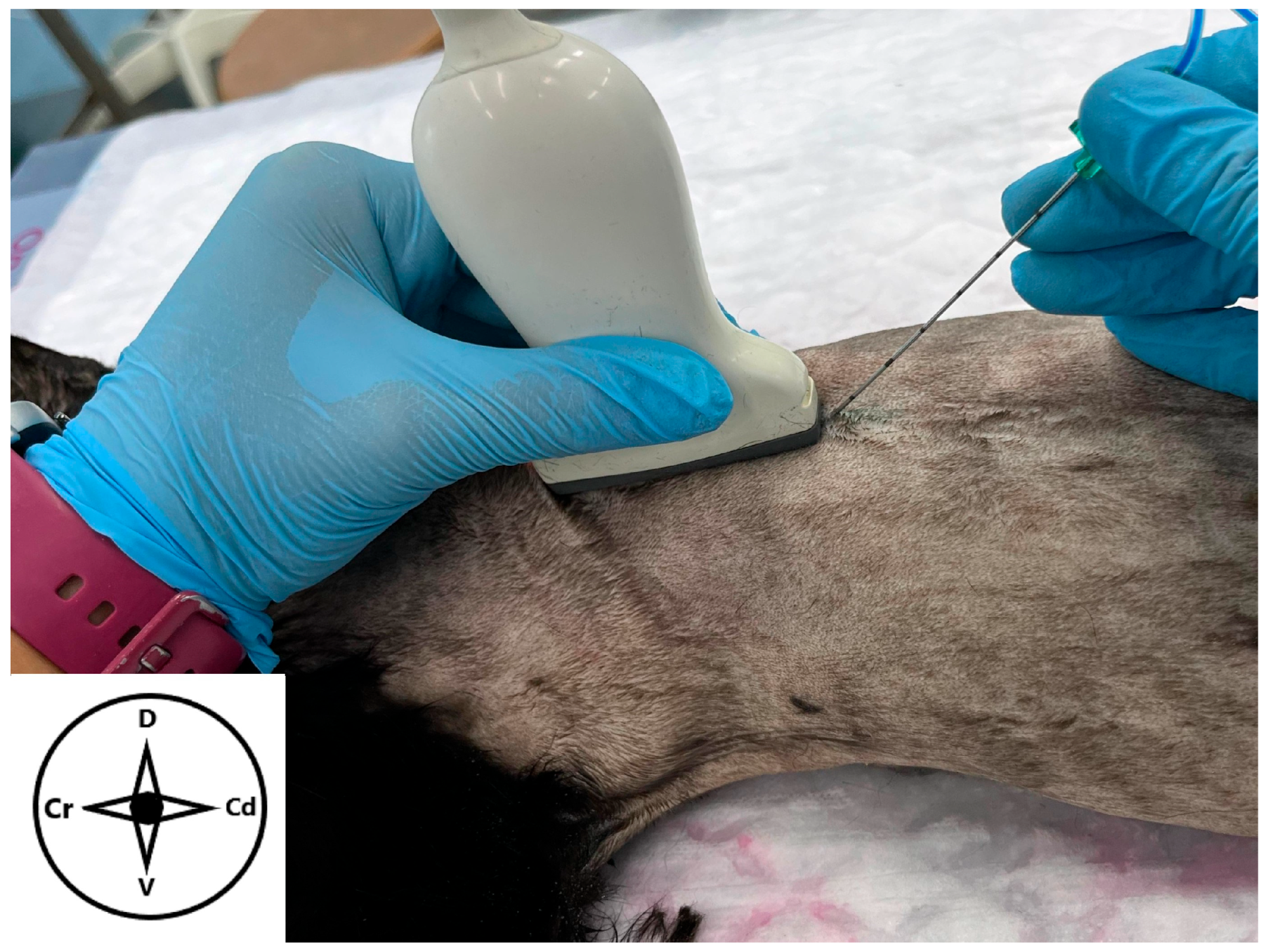 Animals 15 03311 g001