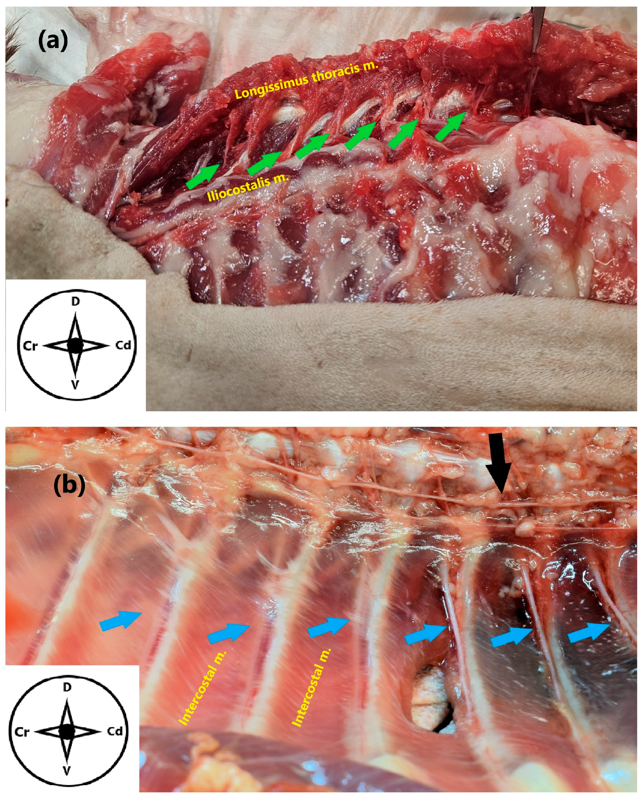 Animals 15 03311 g003