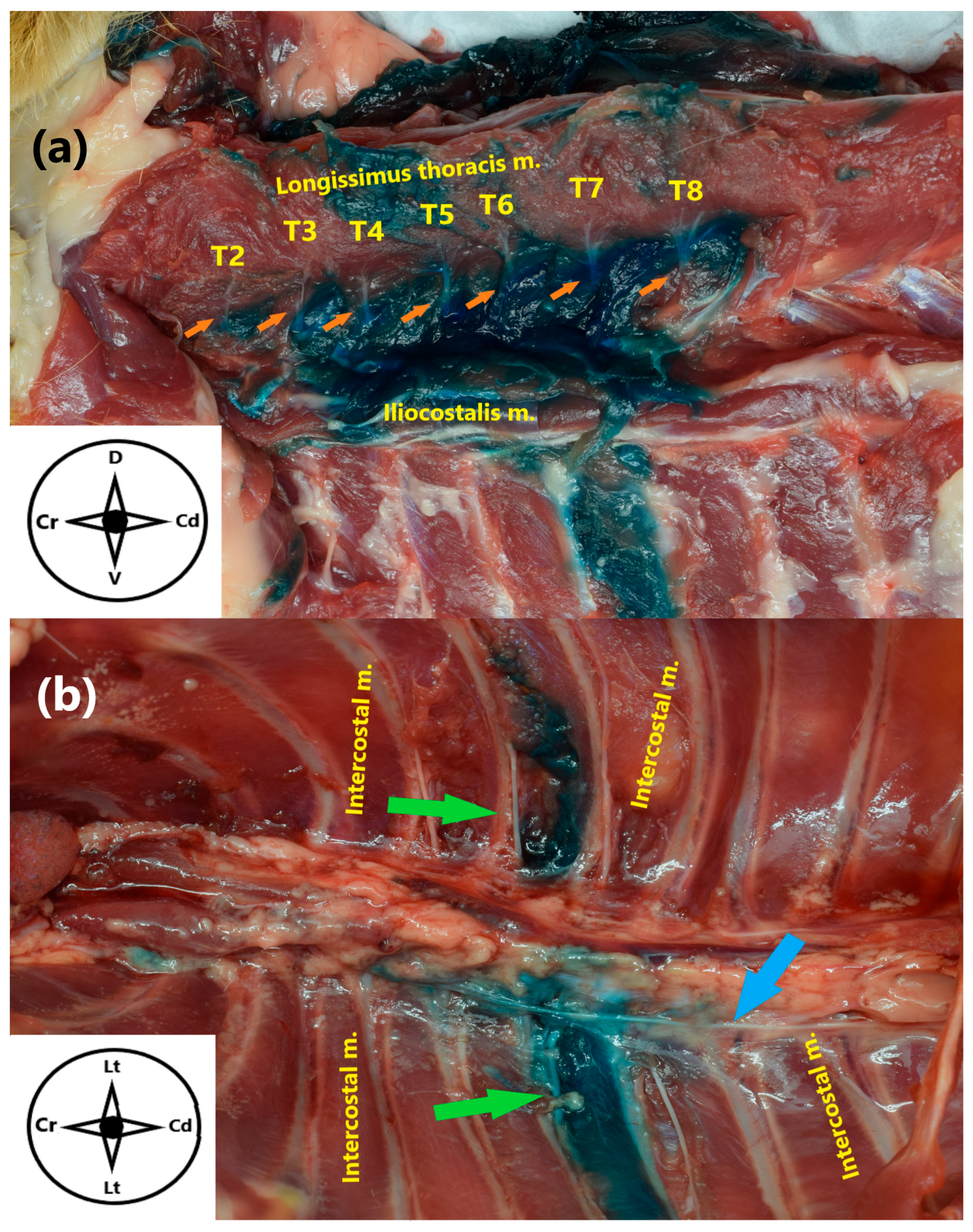 Animals 15 03311 g006