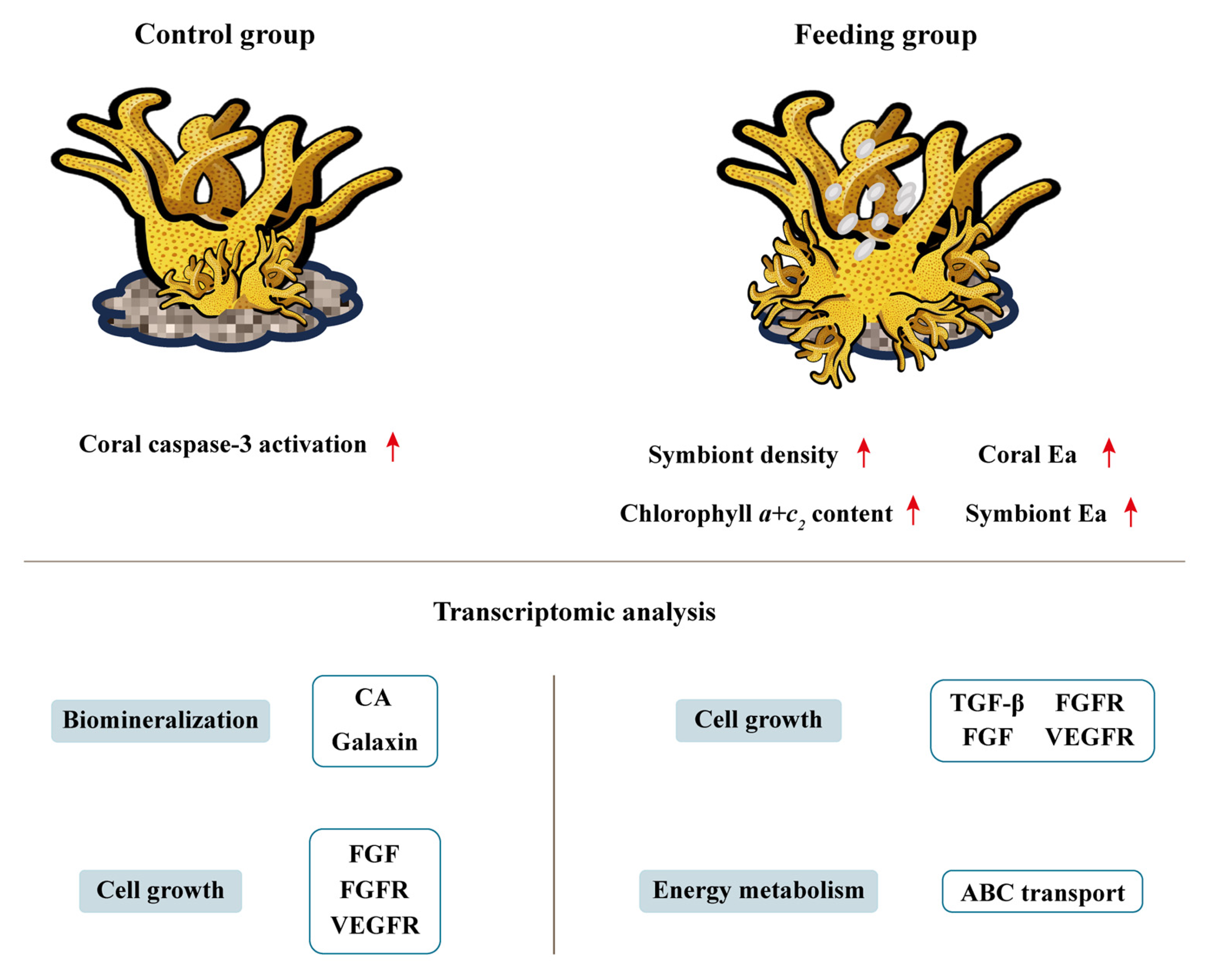 Animals 15 03318 g007