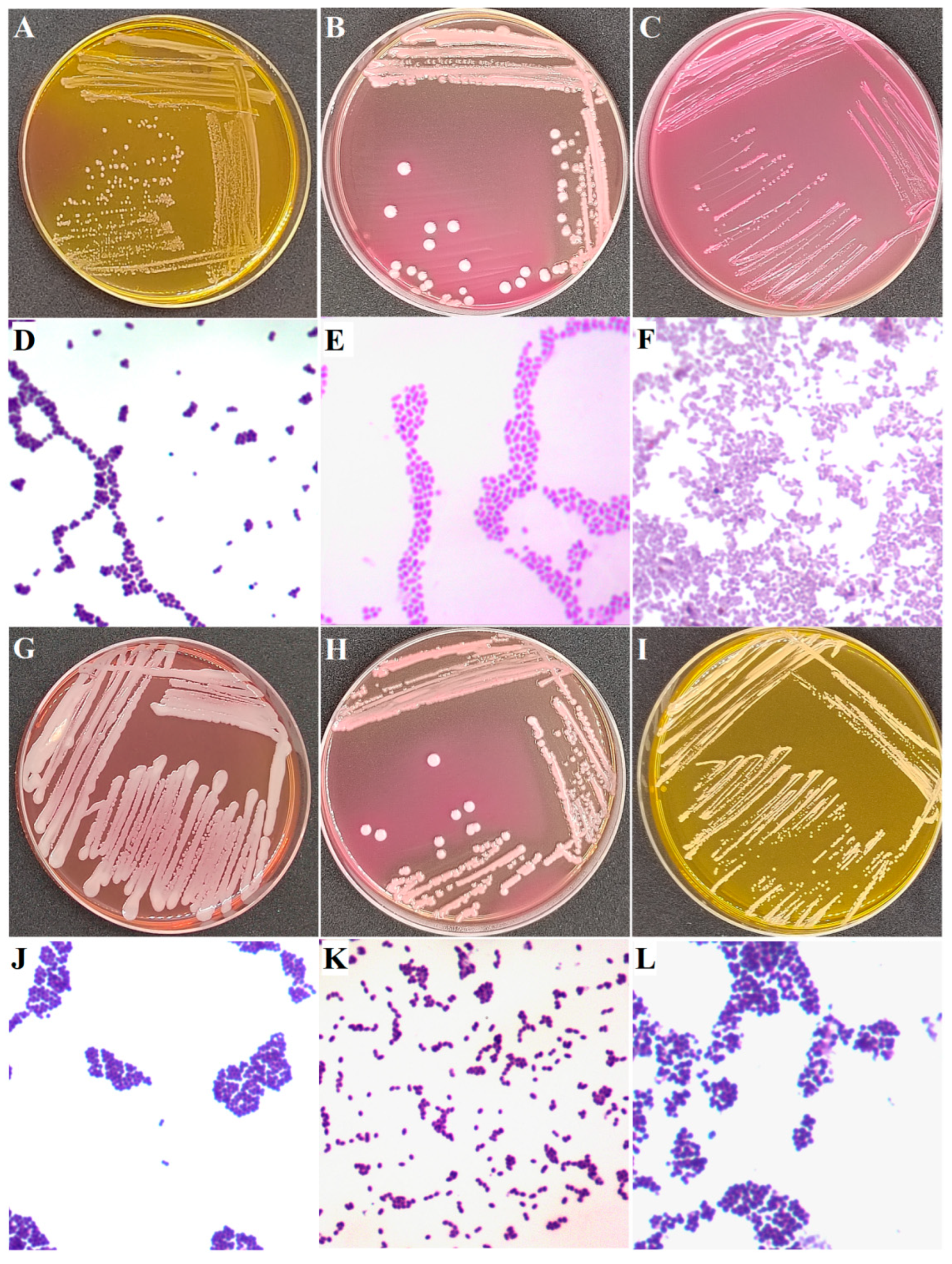 Animals 15 03321 g003