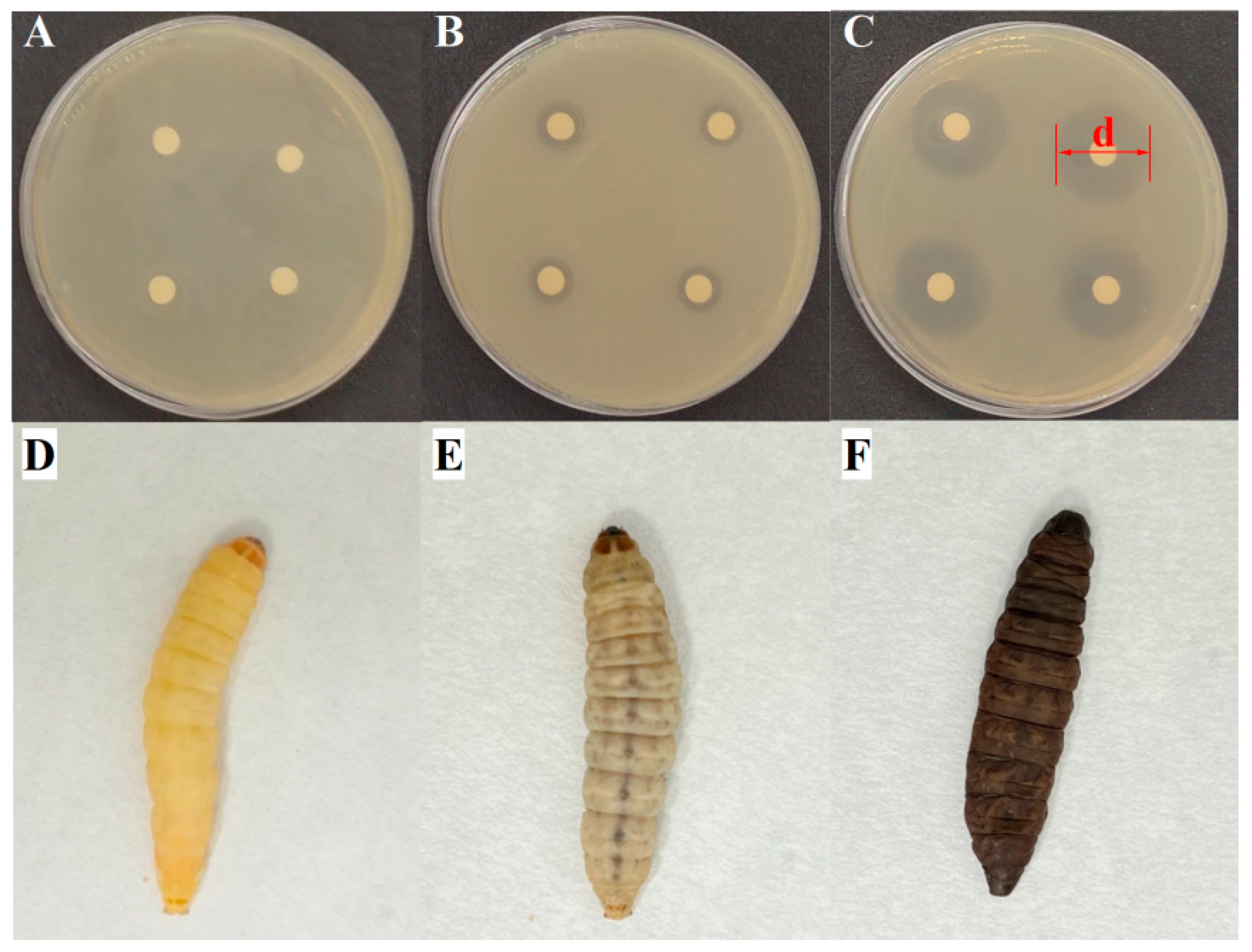 Animals 15 03321 g006