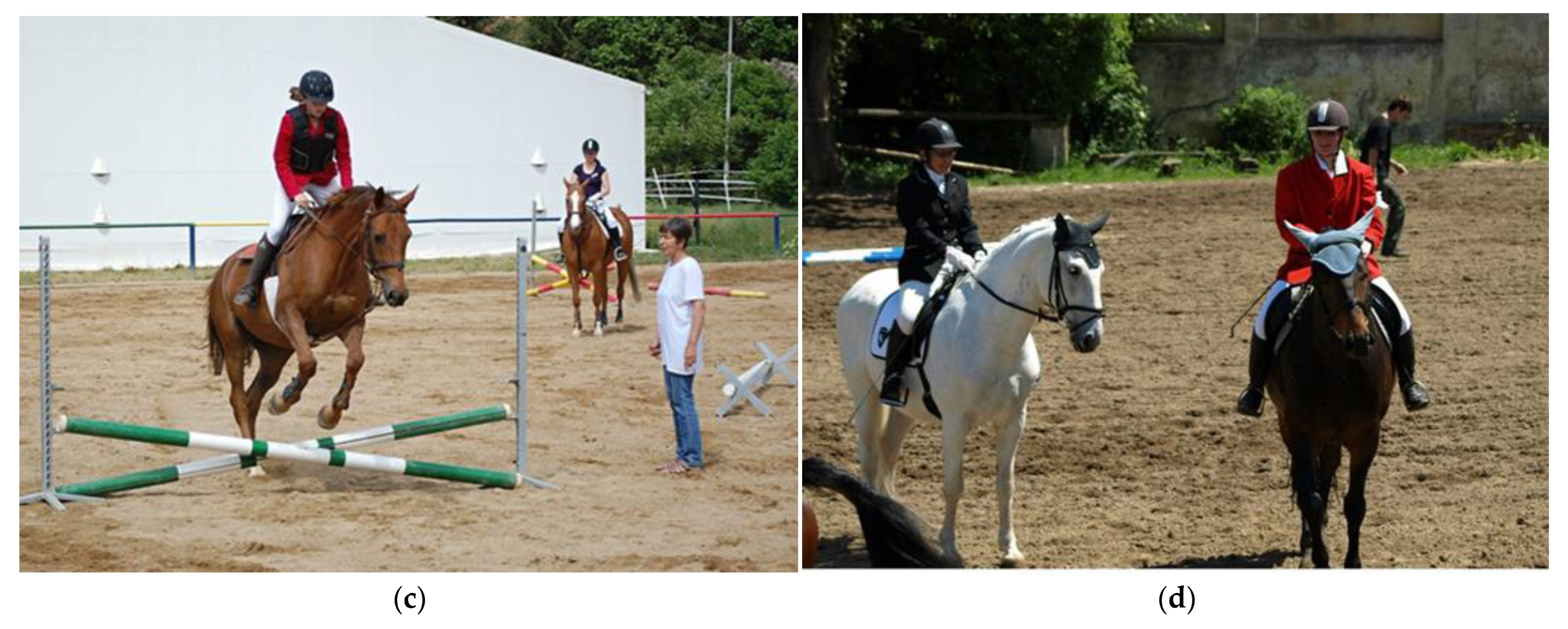 Animals 15 03322 g004b