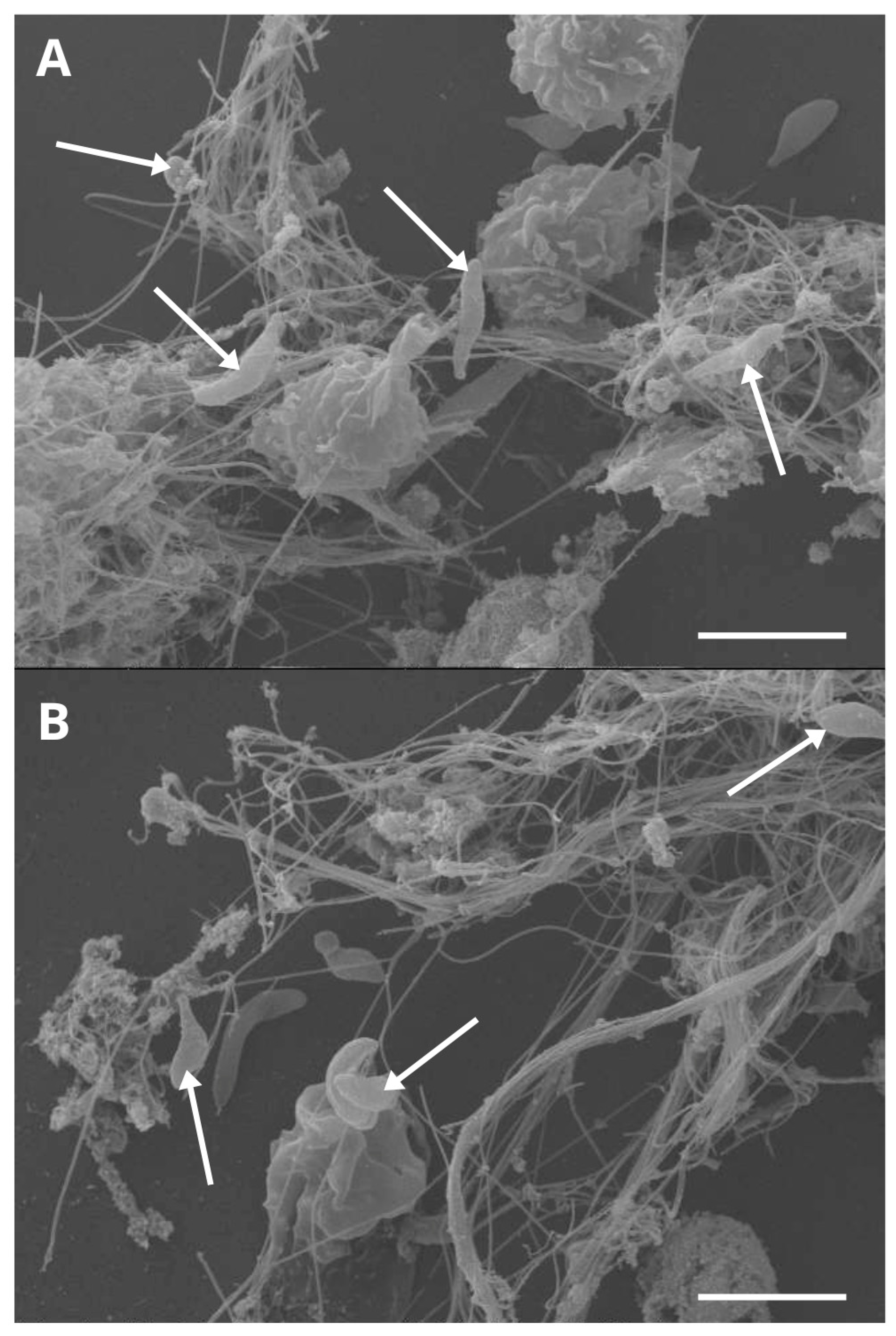 Animals 15 03326 g001