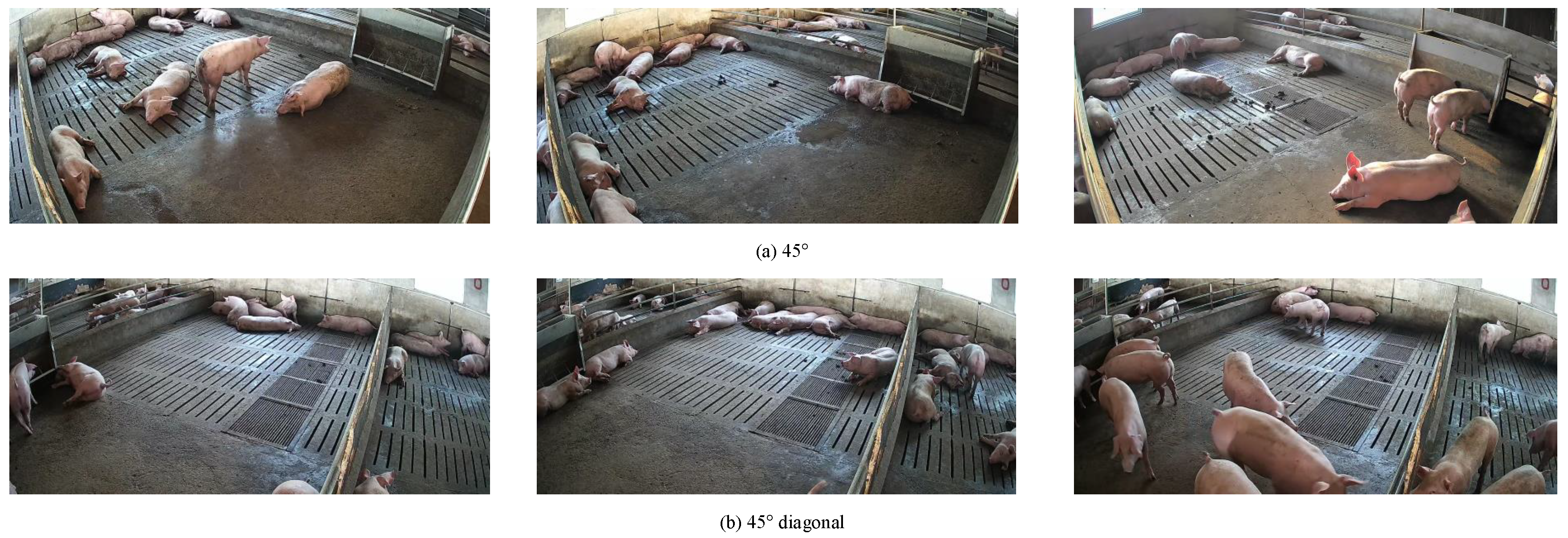 Animals 15 03328 g001