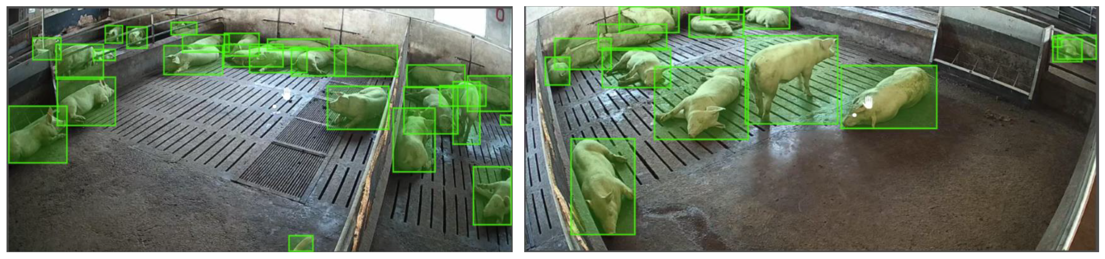 Animals 15 03328 g002