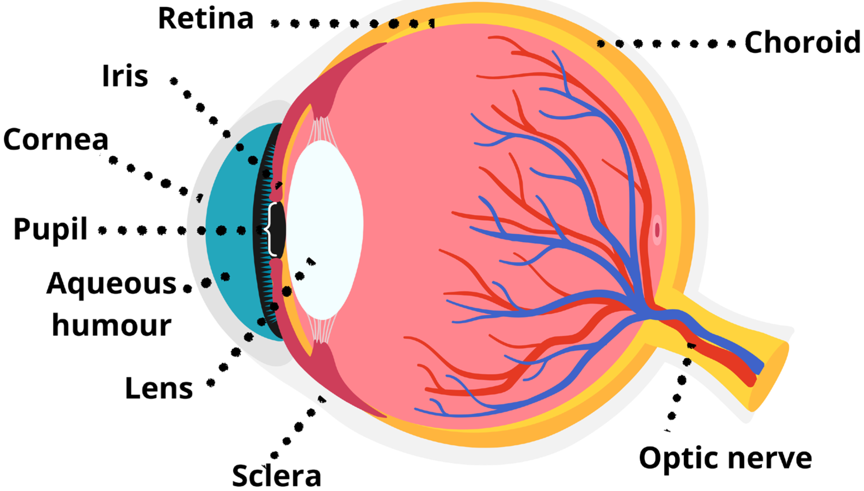 Animals 15 03329 g001