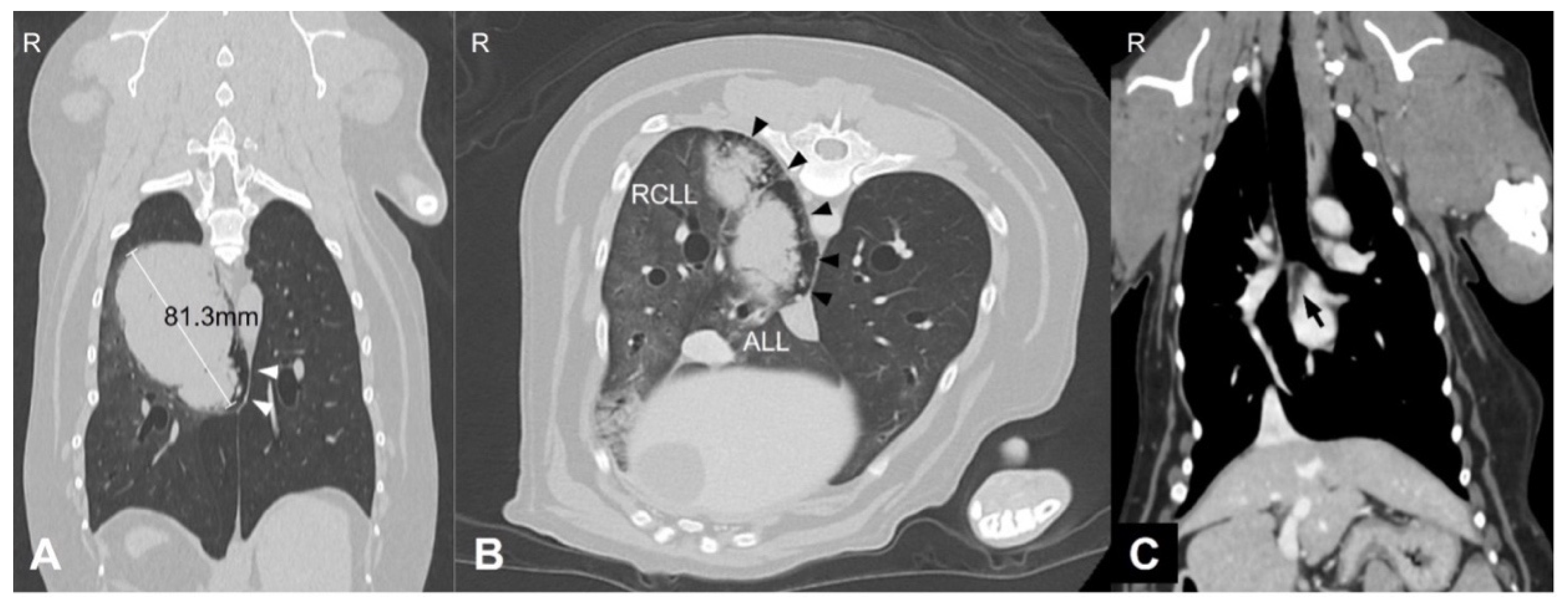 Animals 15 03330 g001