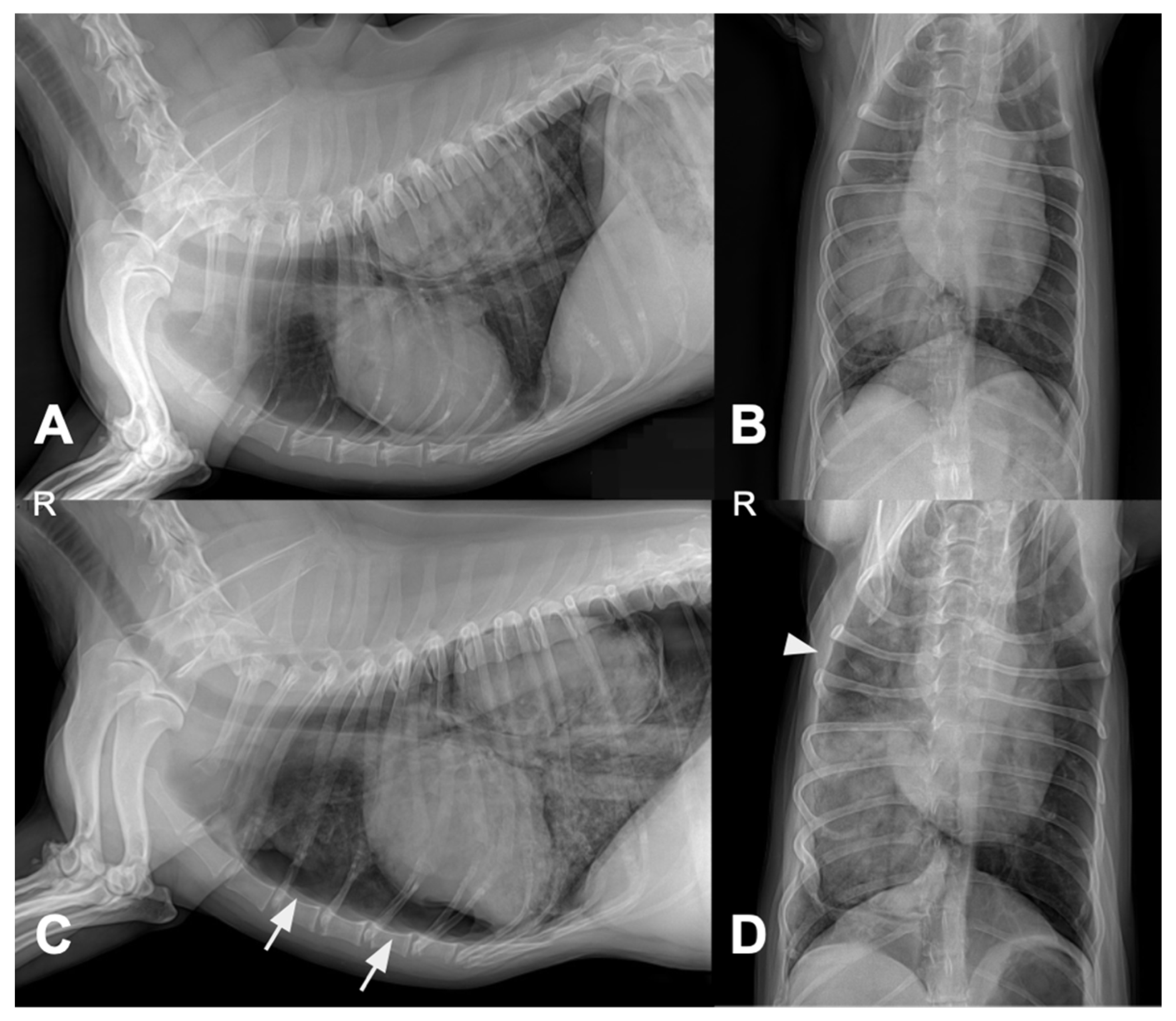 Animals 15 03330 g004