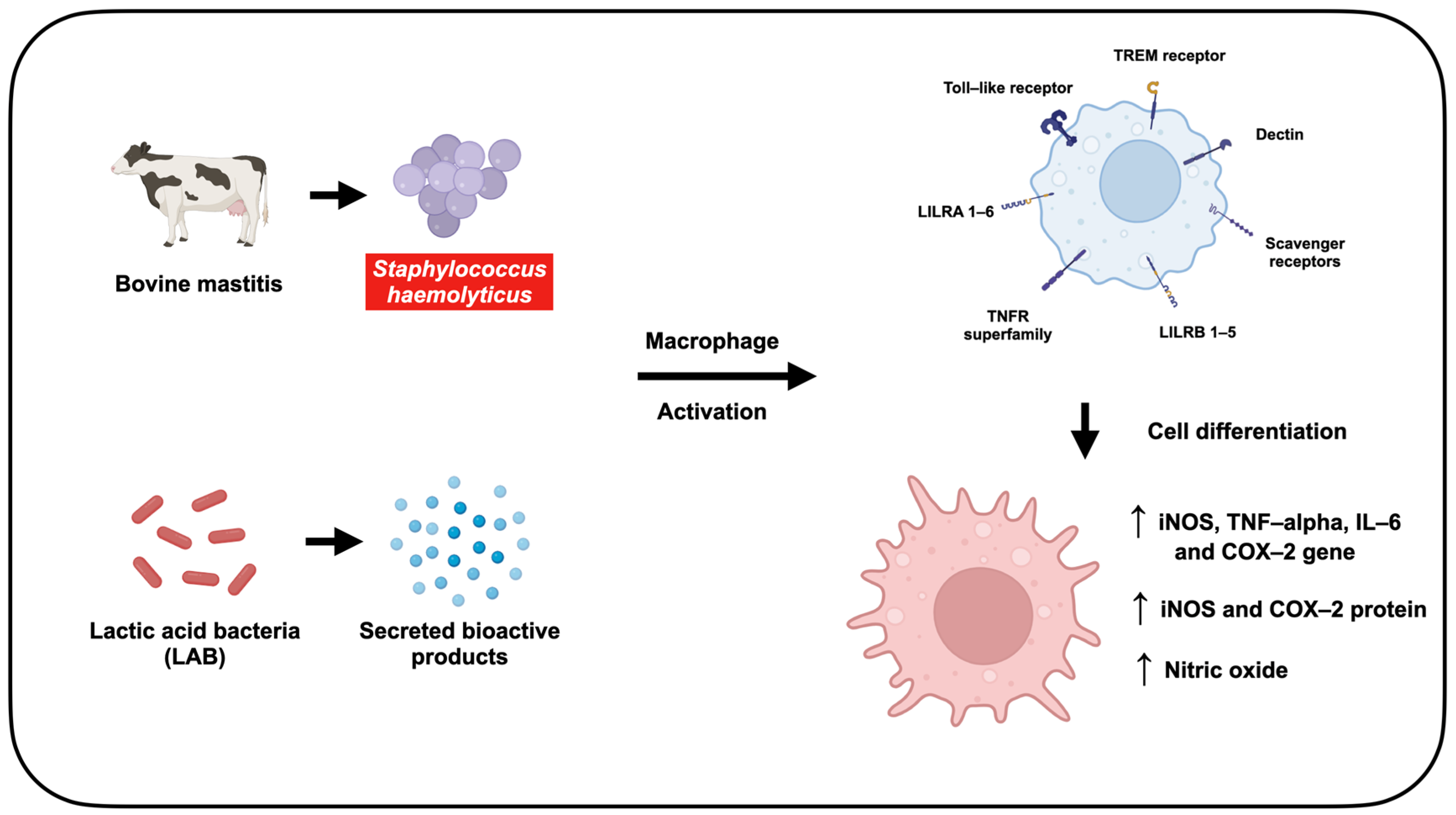 Animals 15 03338 g011