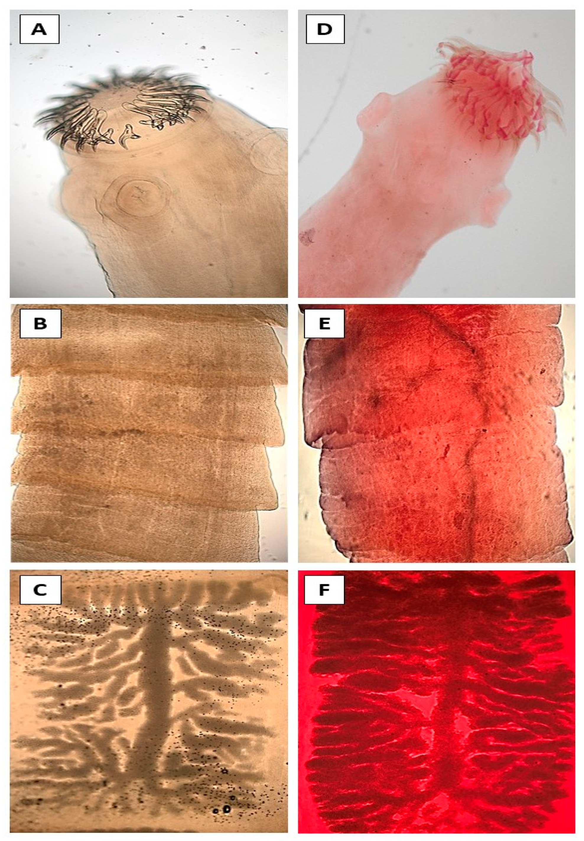 Animals 15 03340 g002