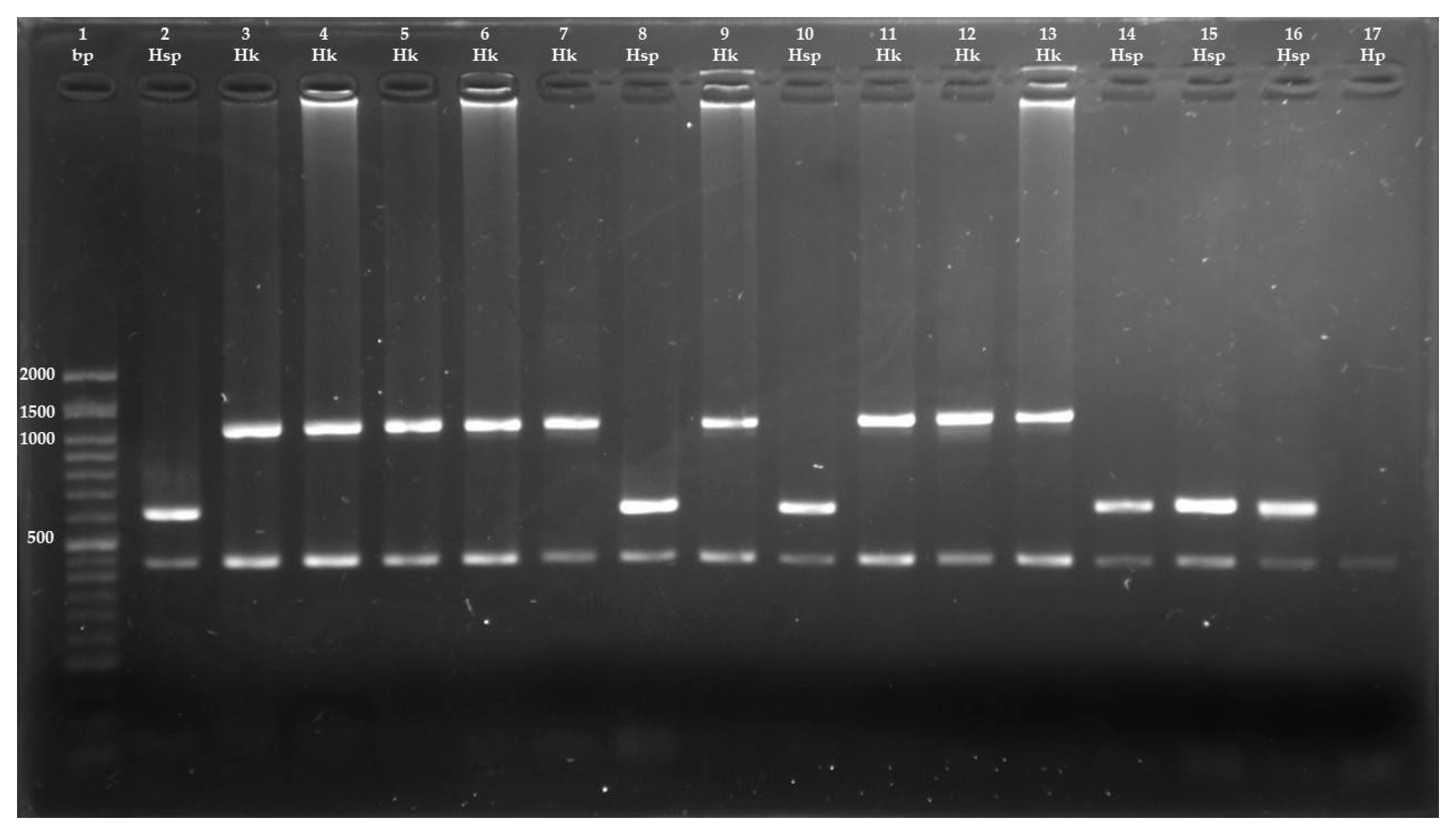 Animals 15 03340 g003