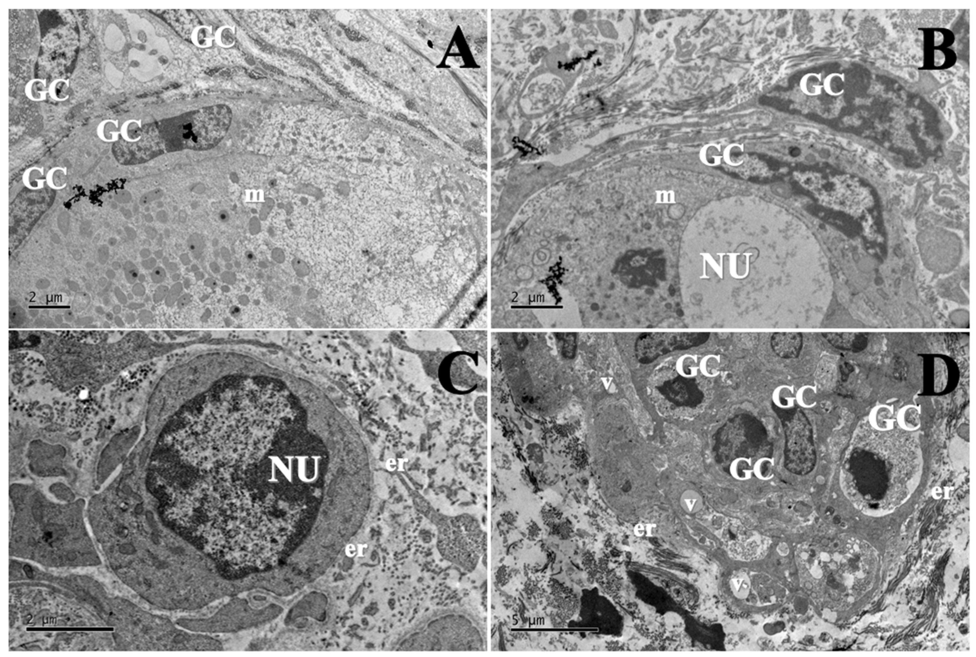 Animals 15 03344 g004