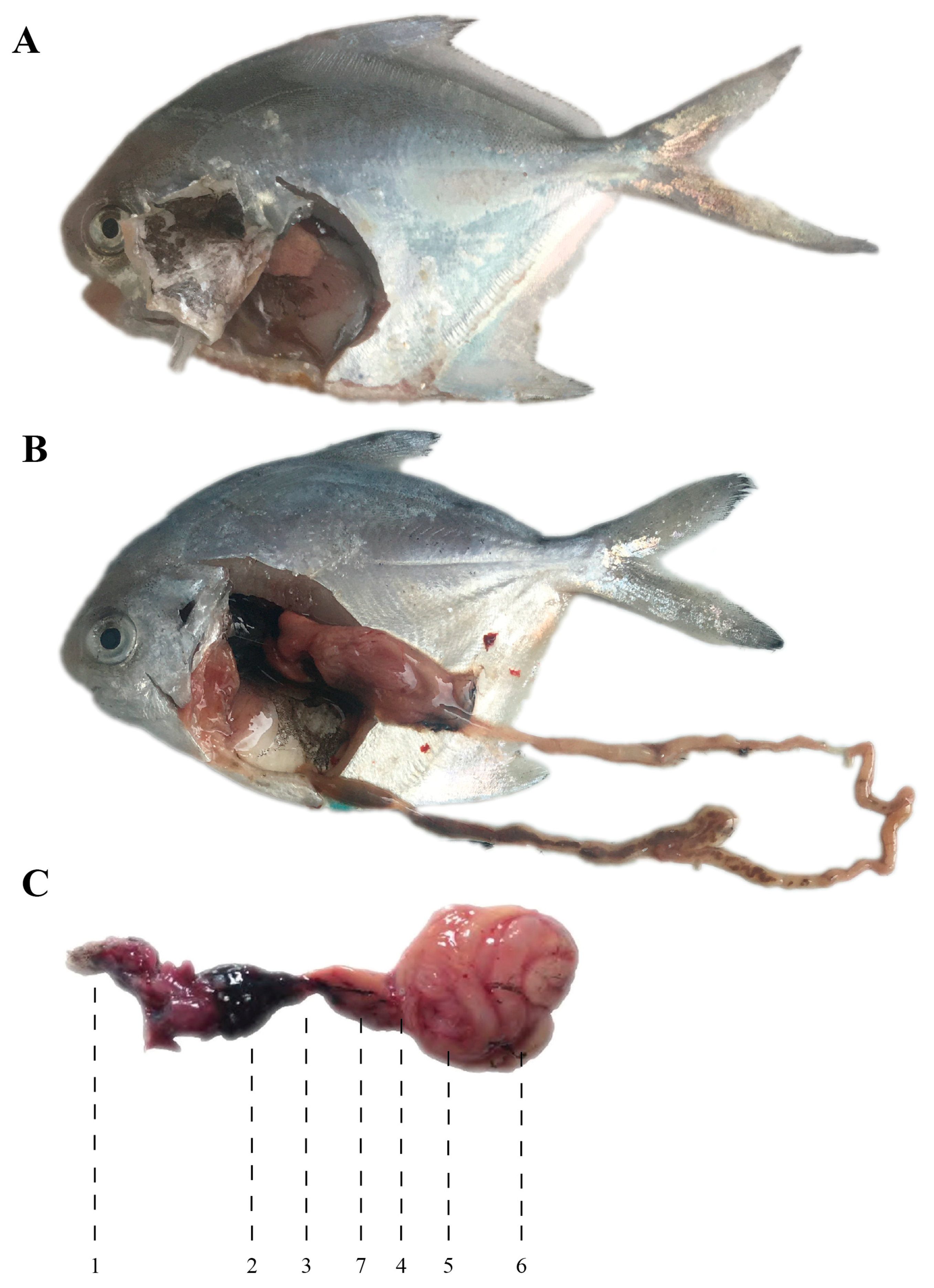 Animals 15 03347 g001