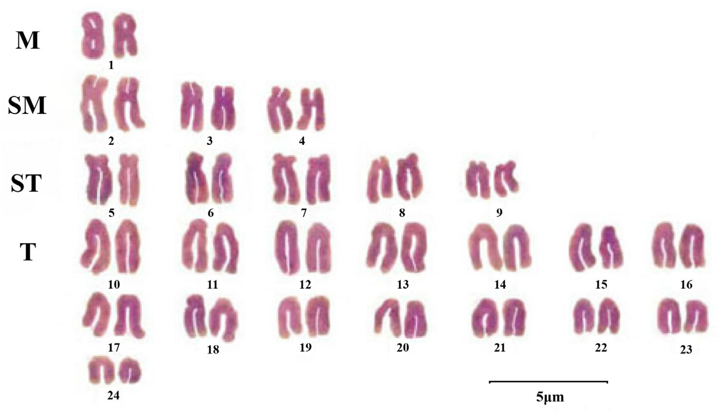 Animals 15 03347 g002