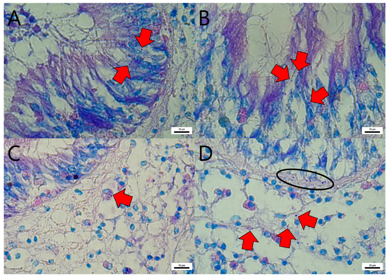 Animals 15 03356 g001