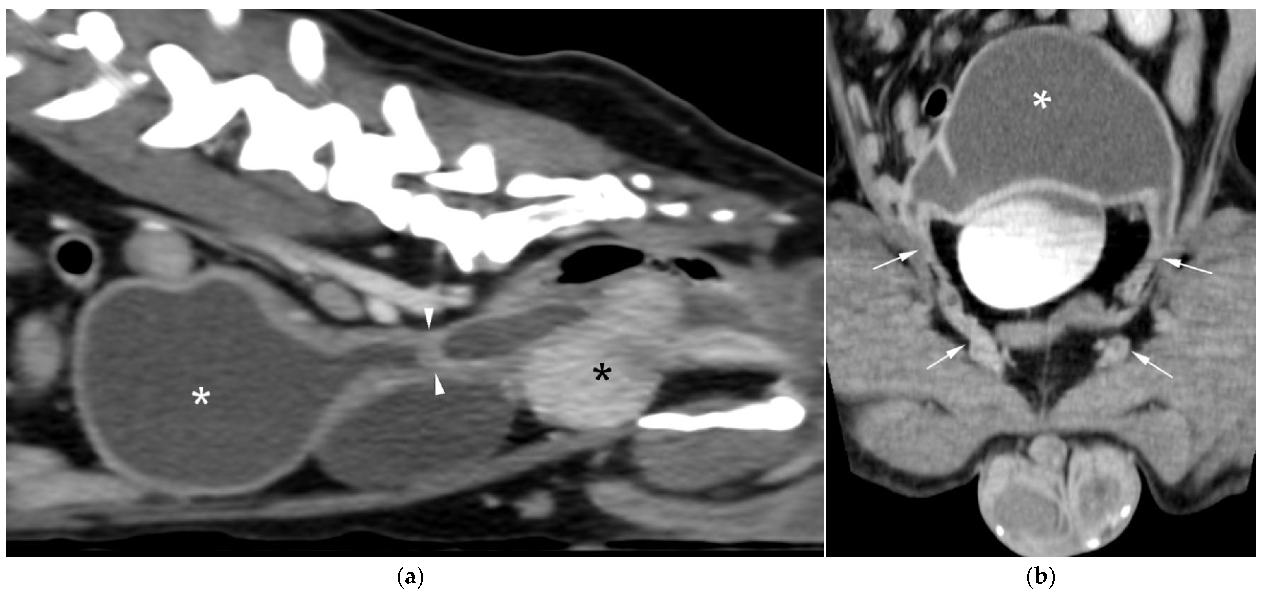 Animals 15 03357 g004