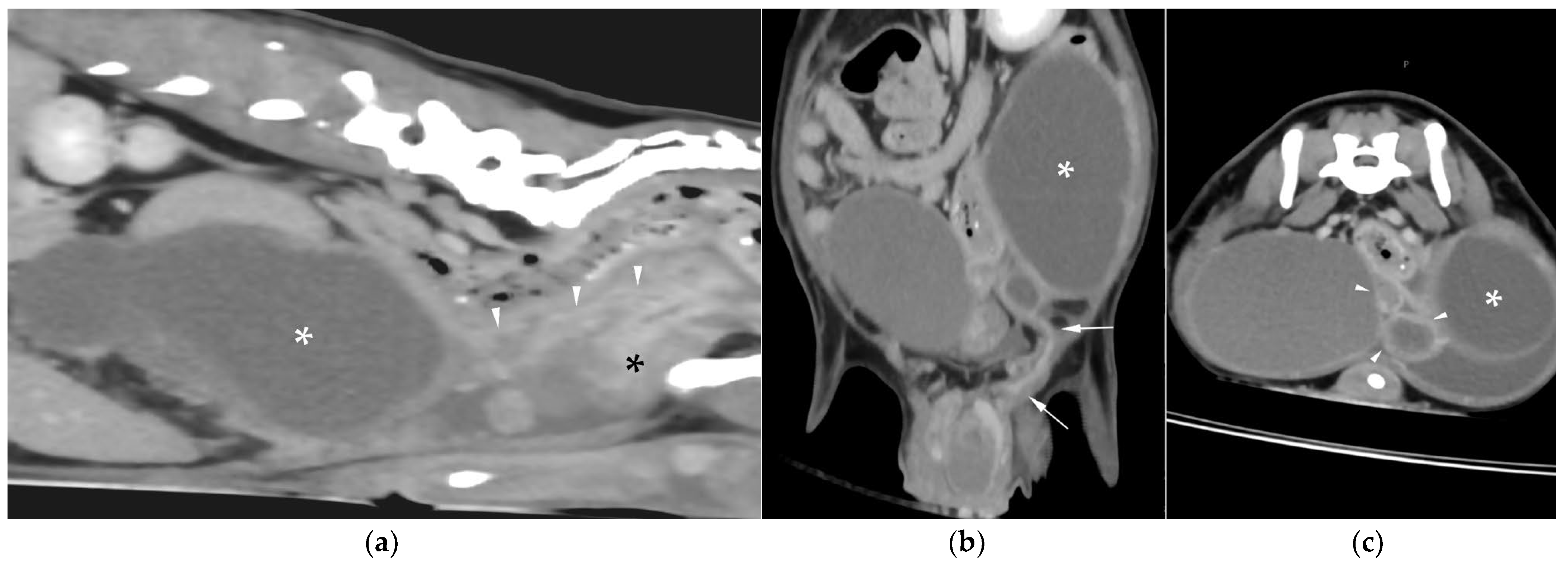 Animals 15 03357 g005