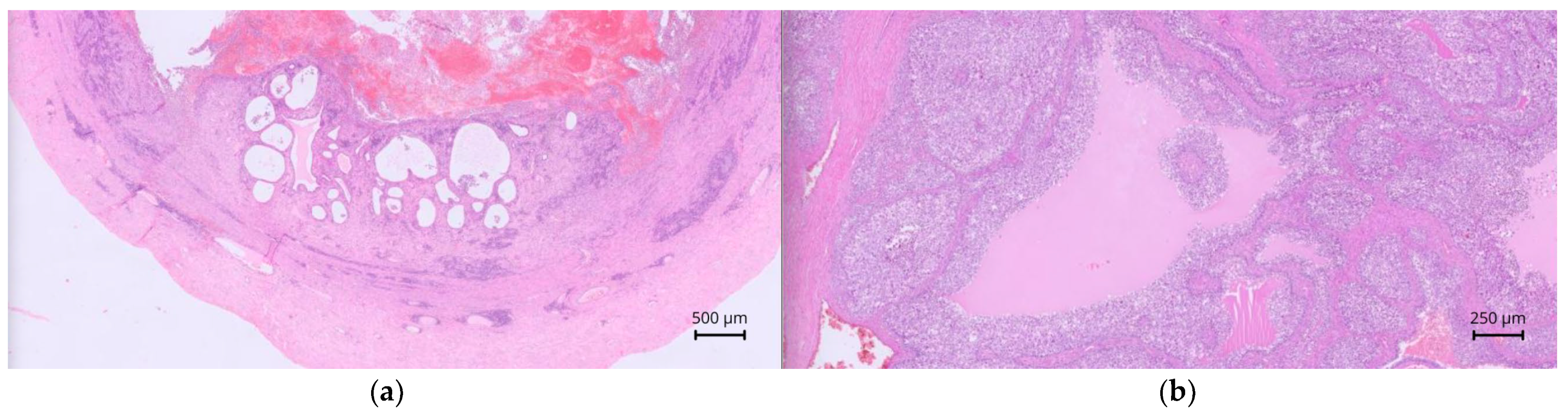 Animals 15 03357 g007