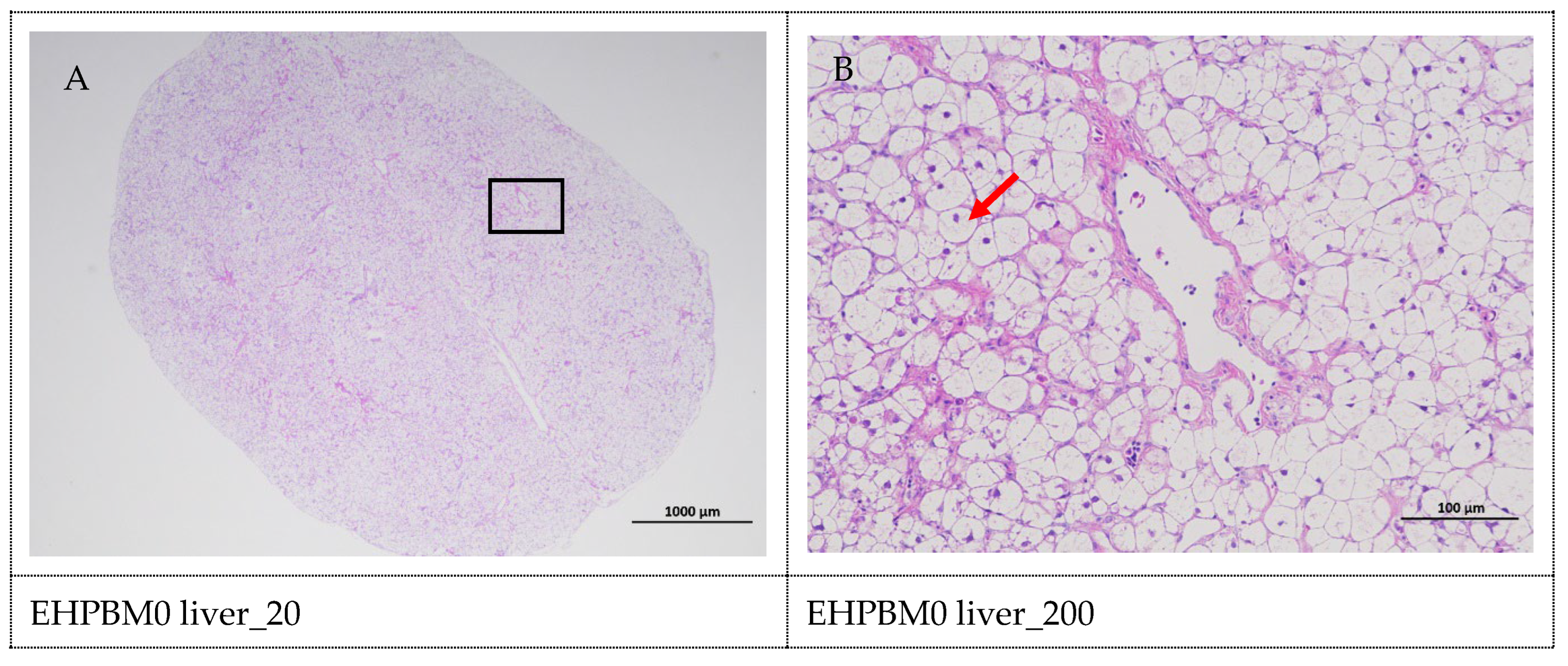 Animals 15 03359 g005a