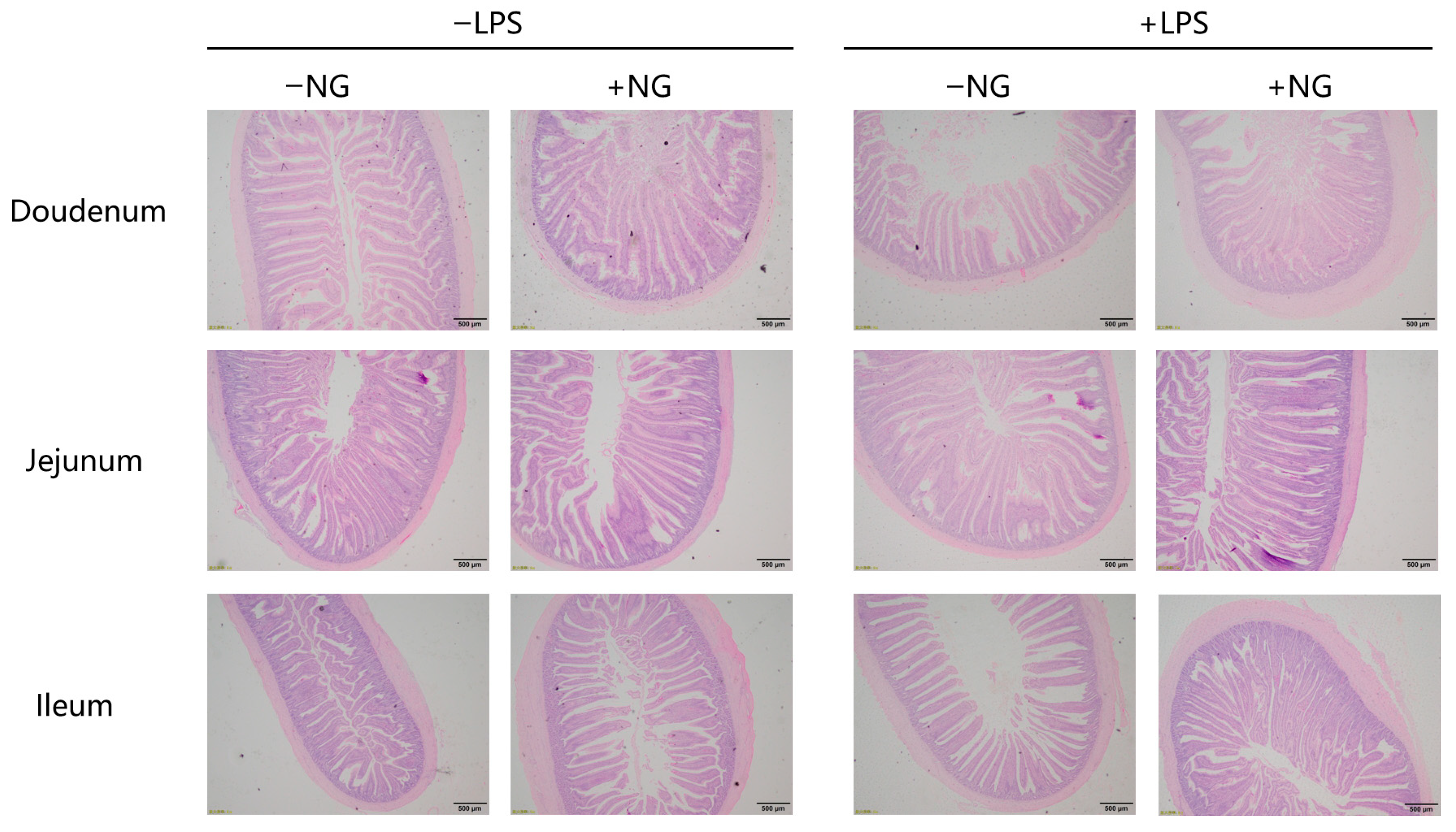 Animals 15 03367 g002