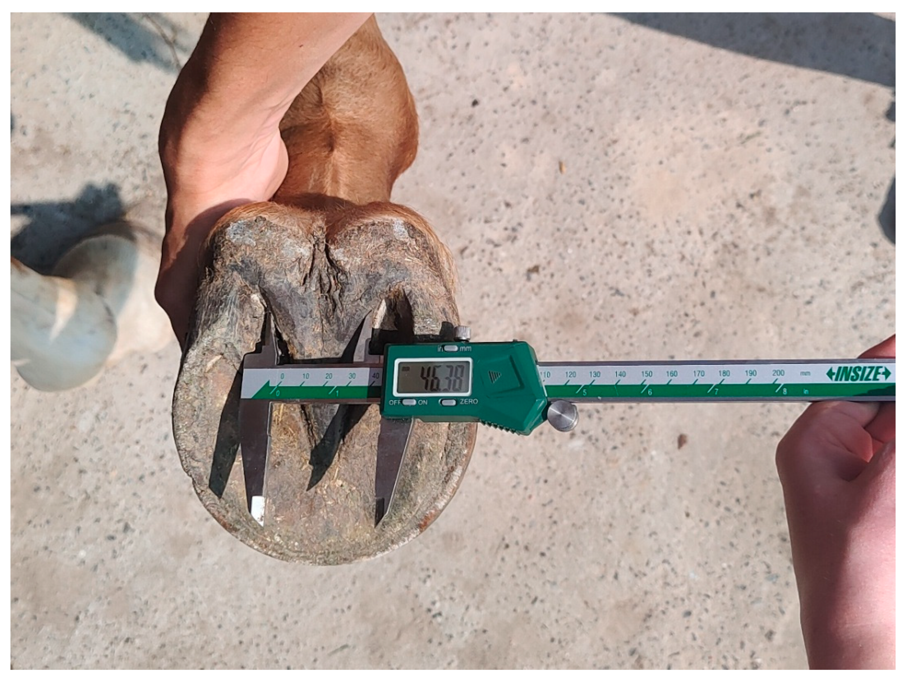 Animals 15 03369 g001