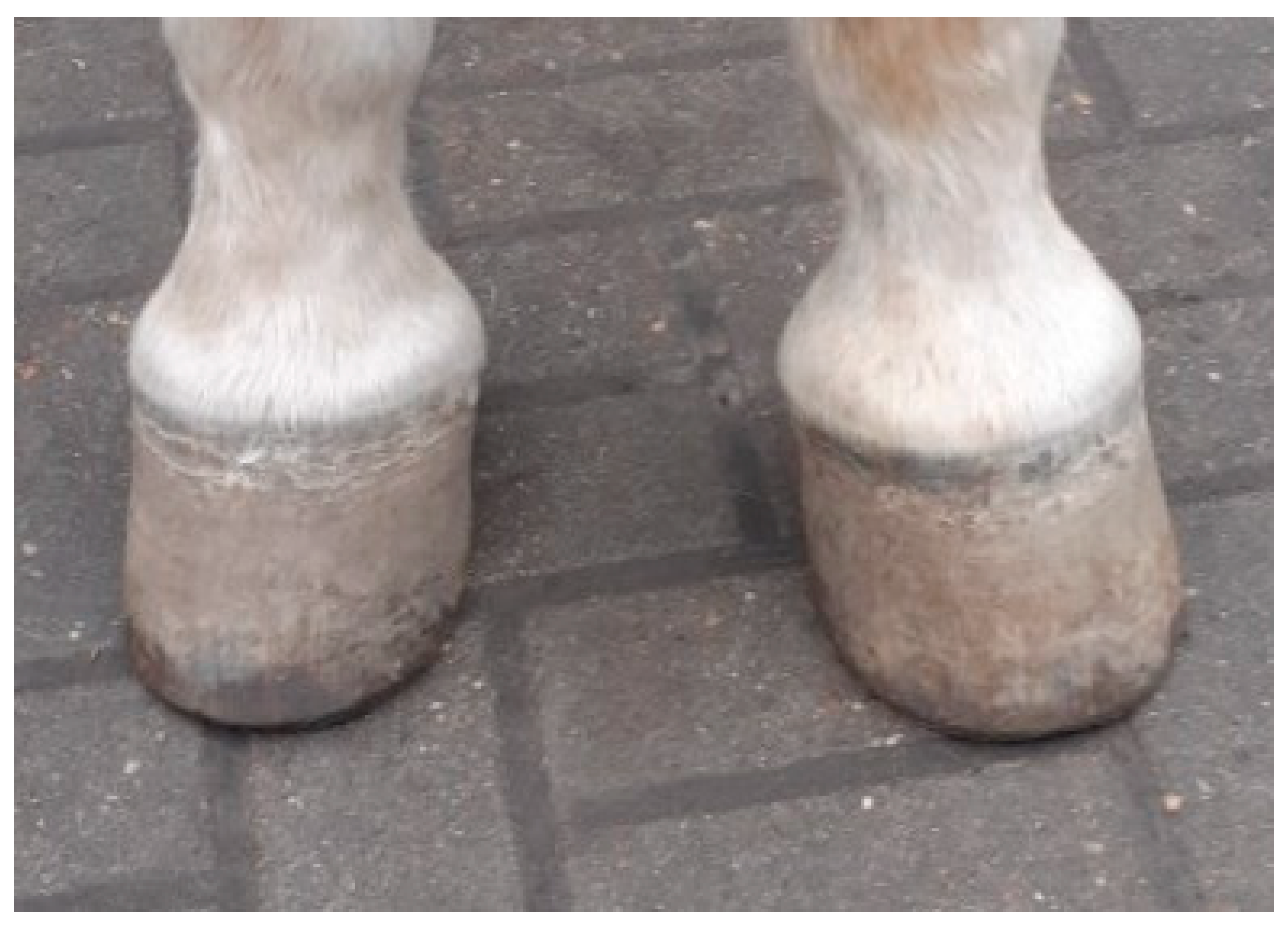 Animals 15 03369 g003