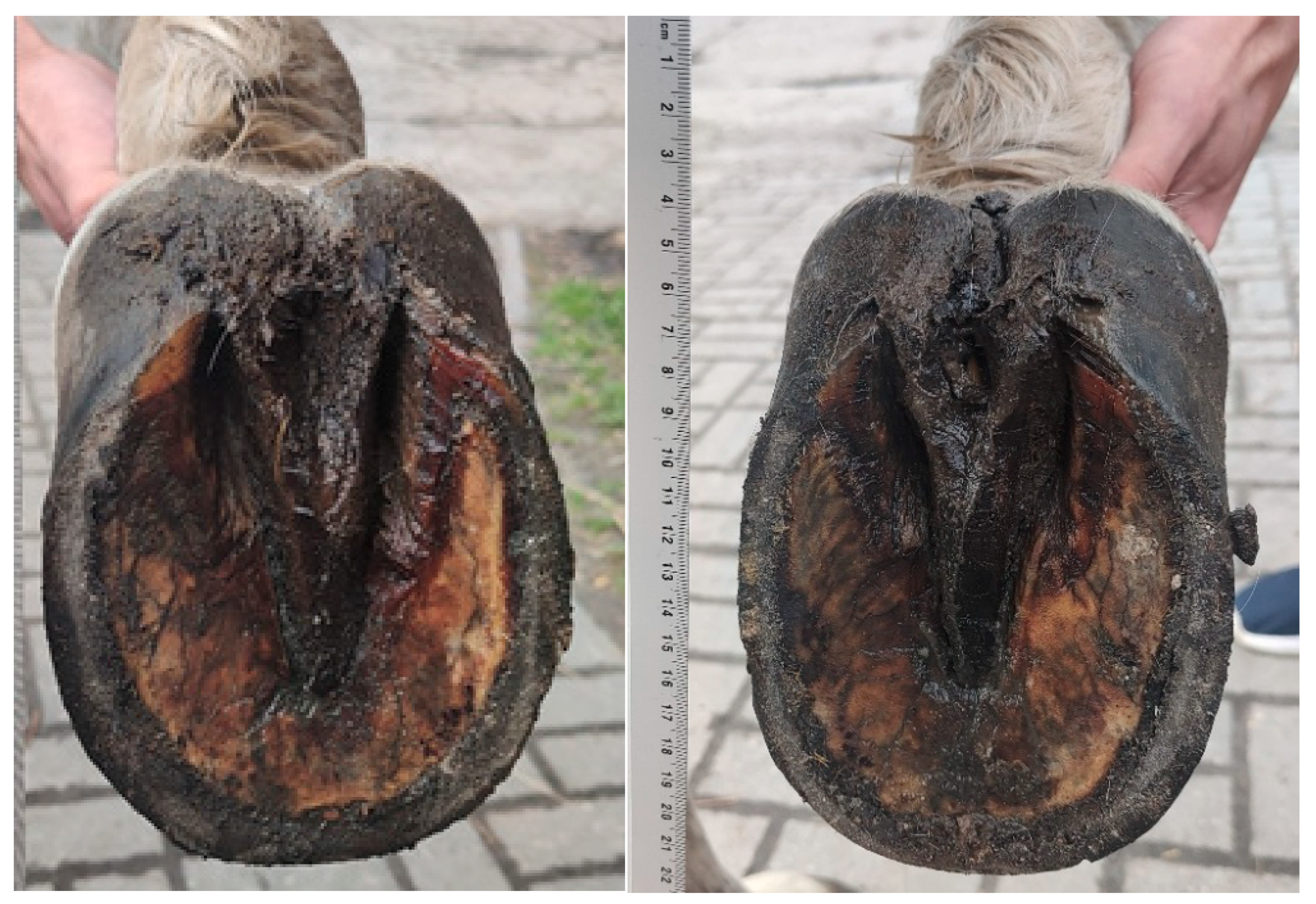 Animals 15 03369 g004