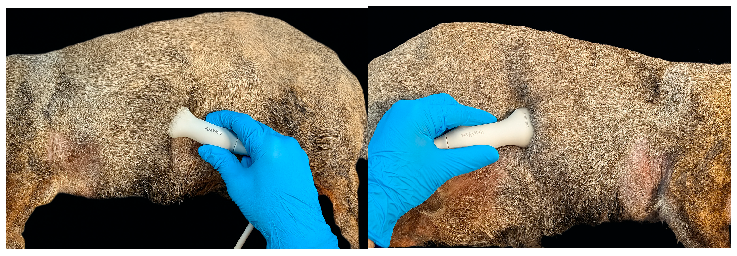 Animals 15 03371 g001