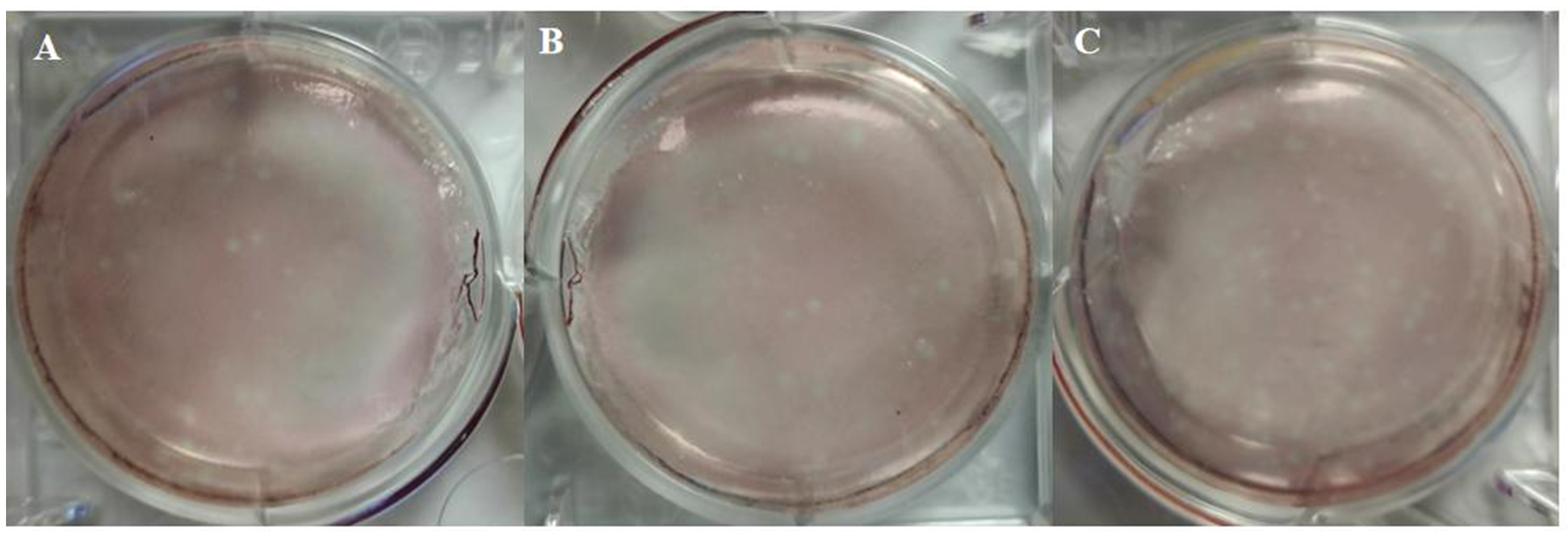 Animals 15 03377 g004