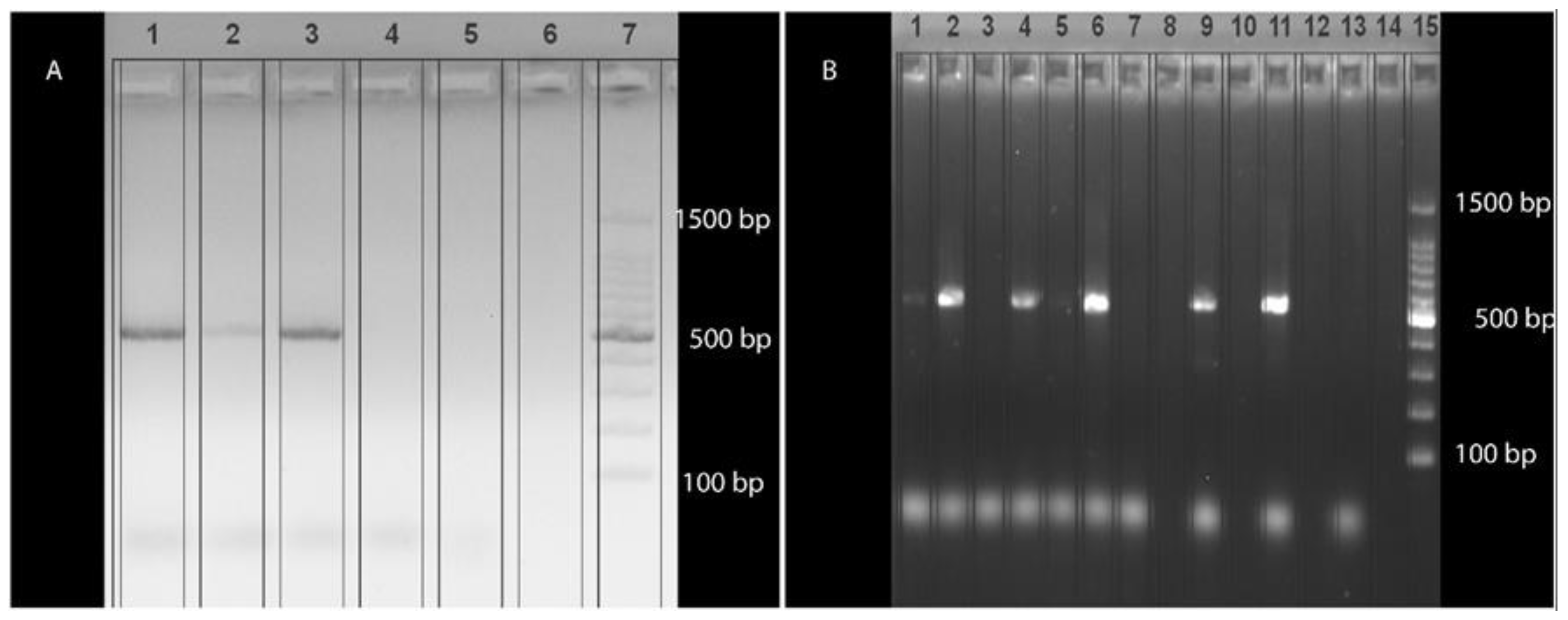 Animals 15 03381 g002