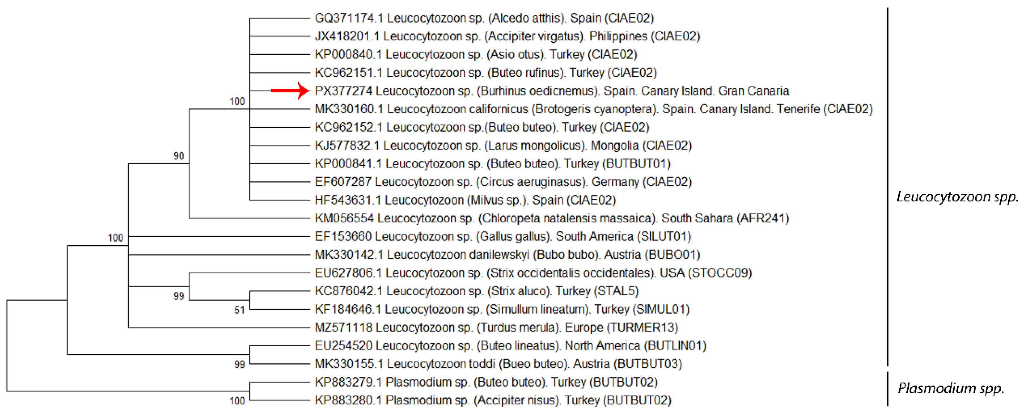 Animals 15 03381 g003